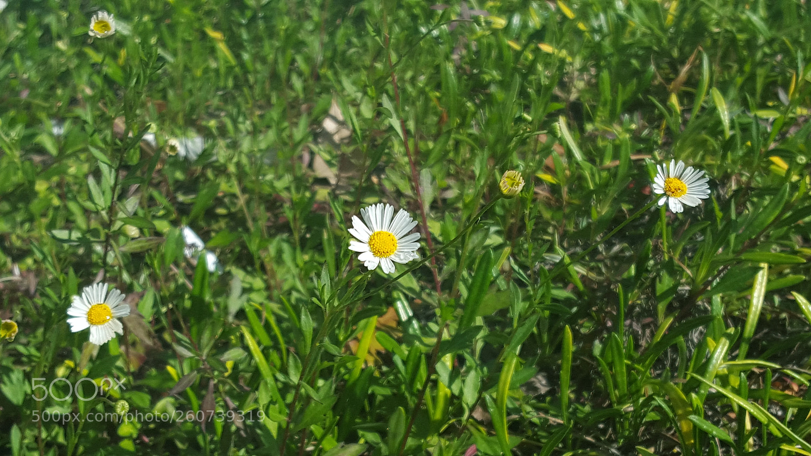 Samsung Galaxy S6 sample photo. Sunflower photography
