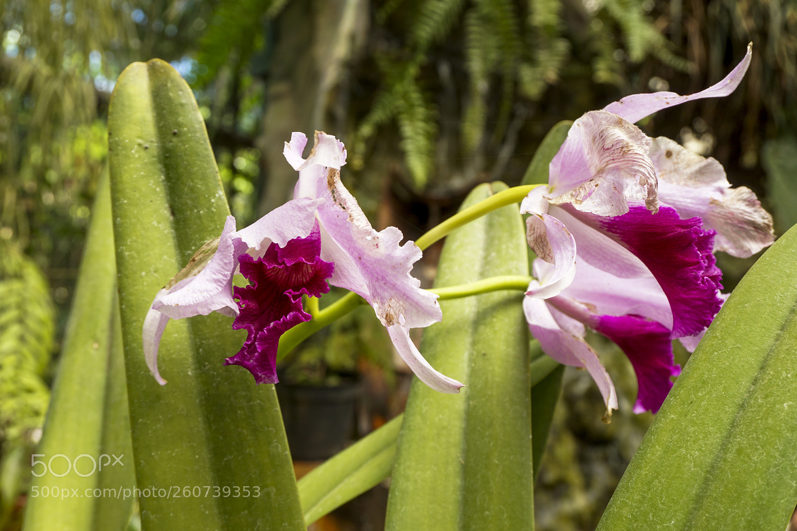 Sony a6000 sample photo. Dsc photography