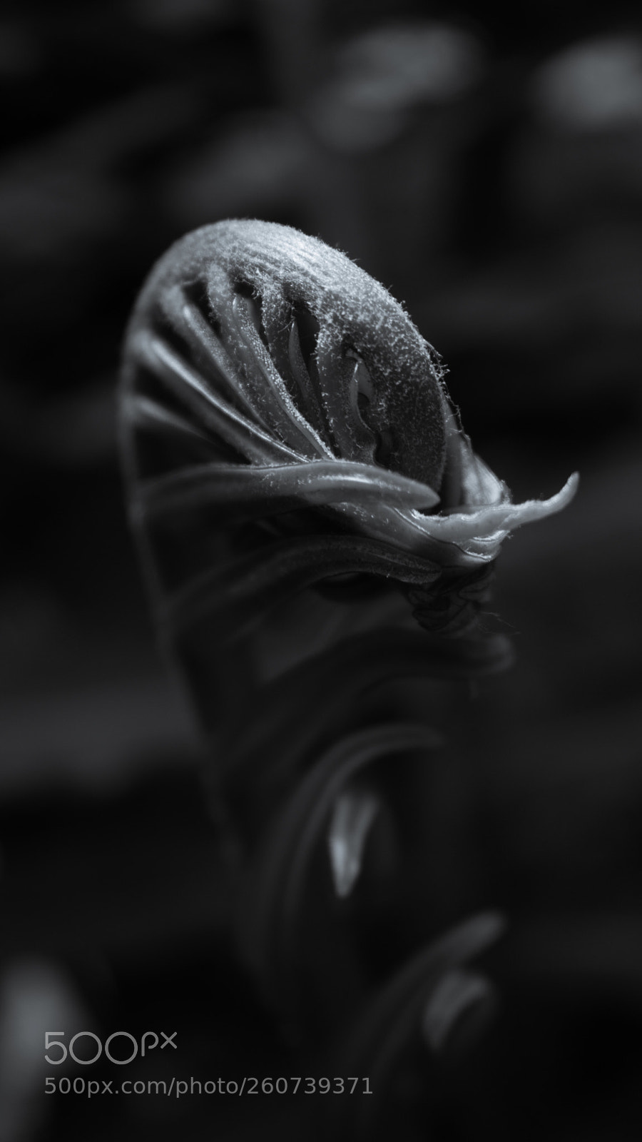 Nikon D3400 sample photo. Furled photography