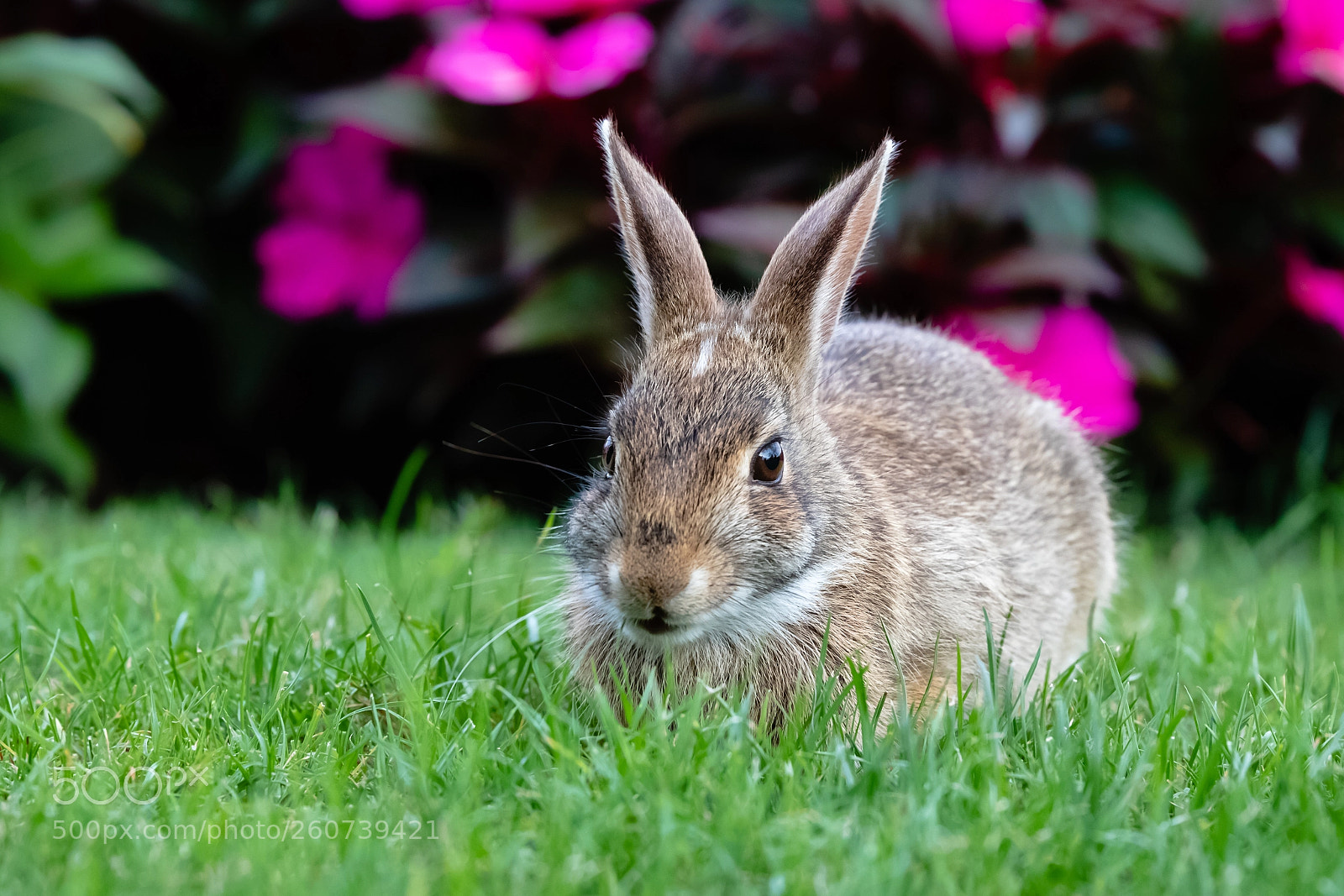 Canon EOS 7D Mark II sample photo. Bunny photography