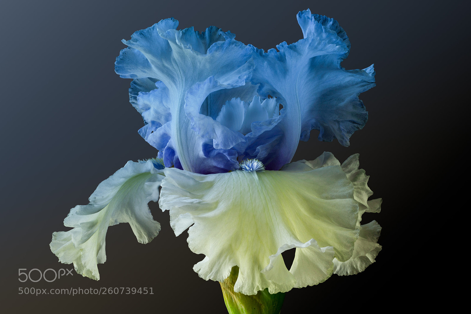 Sony a7R sample photo. Blue photography