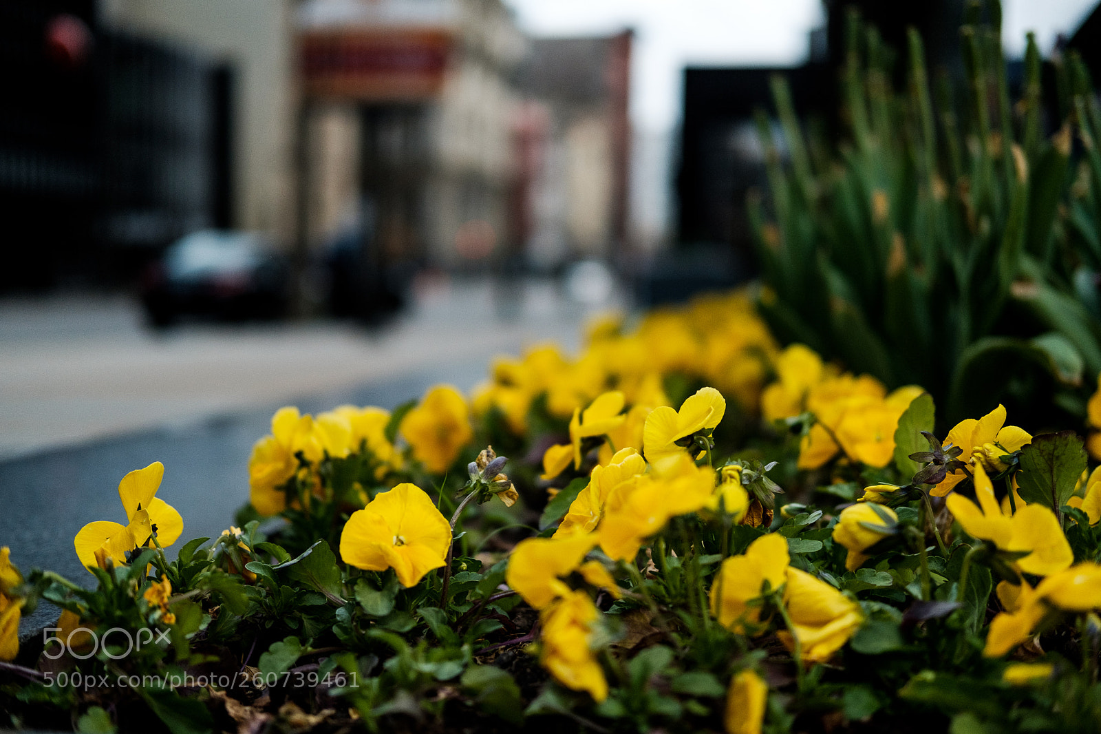 Fujifilm X-T2 sample photo. Street flowers photography