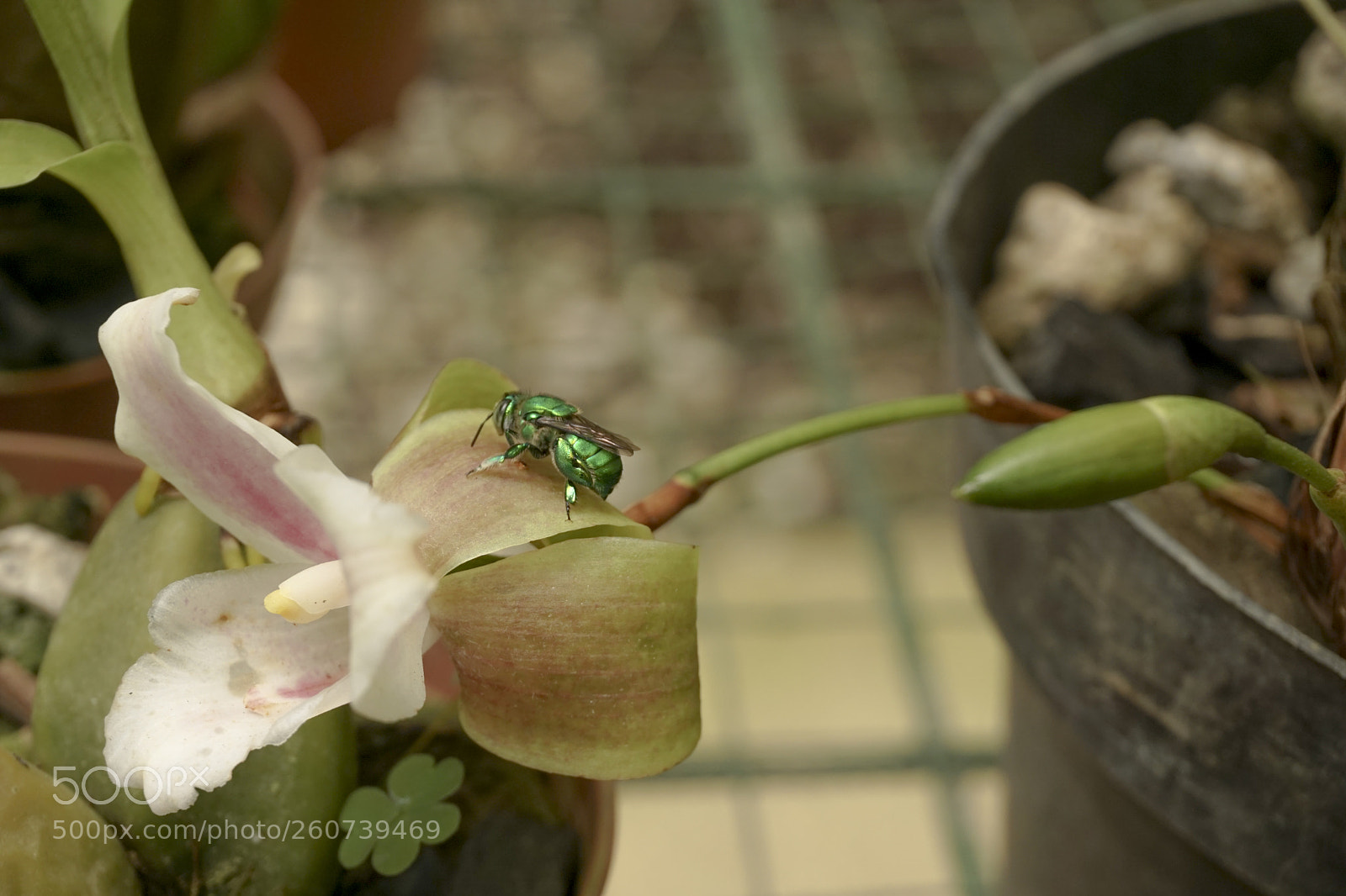 Sony a6000 sample photo. Jard n botanico lankester photography