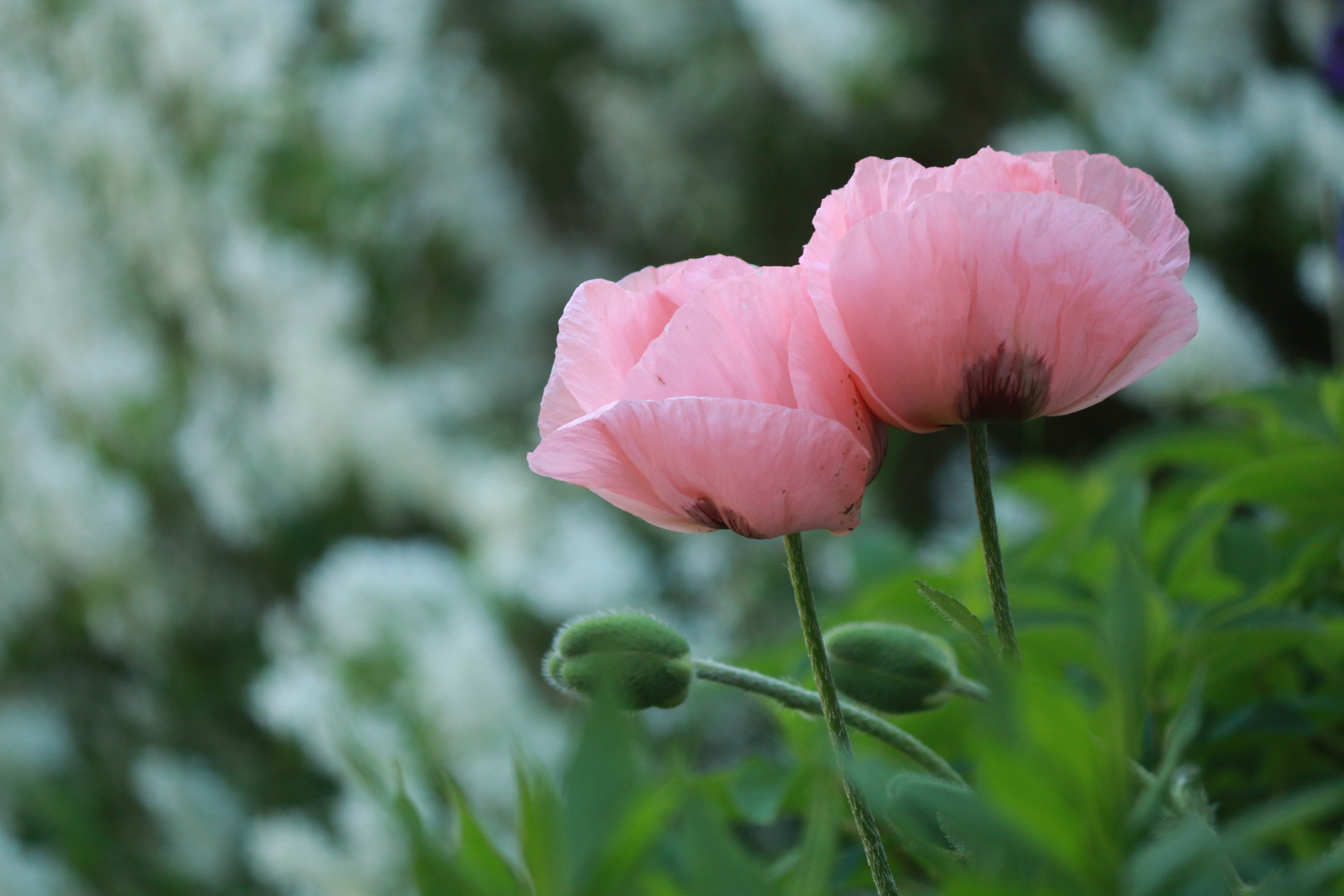 Canon EF-S 55-250mm F4-5.6 IS II sample photo. My pink poppies  photography