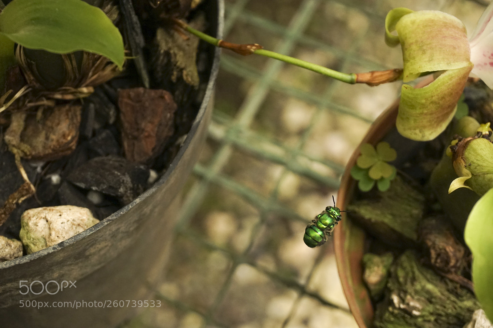 Sony a6000 sample photo. Jard n botanico lankester photography