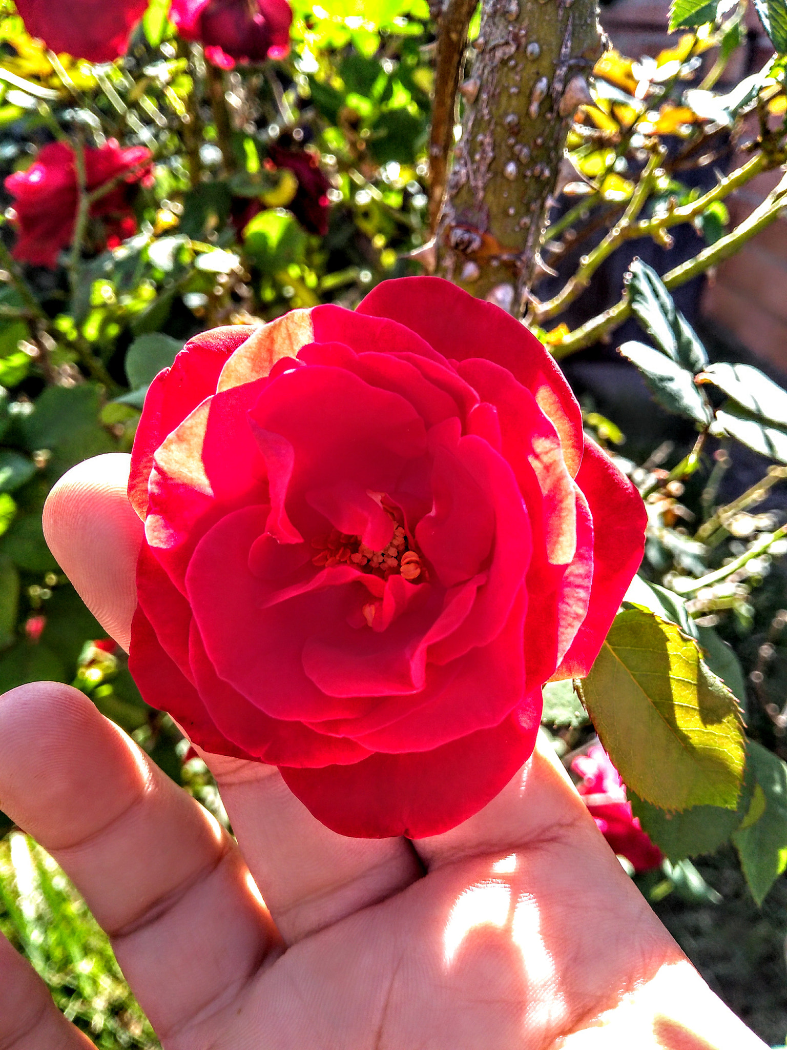 Motorola Moto G (5S) Plus sample photo. What is life made up of ? photography