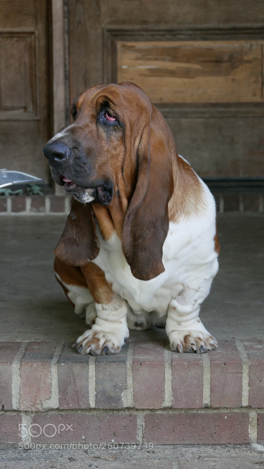 Panasonic Lumix DMC-GX85 (Lumix DMC-GX80 / Lumix DMC-GX7 Mark II) sample photo. Old dog photography