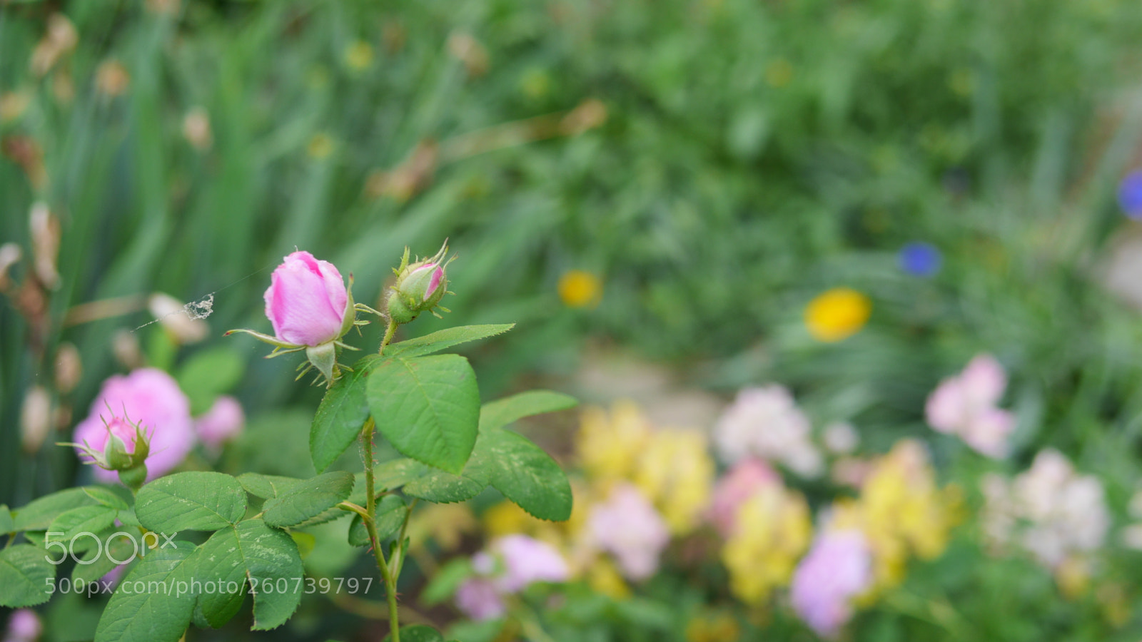 Panasonic Lumix DMC-GH3 sample photo. Web photography