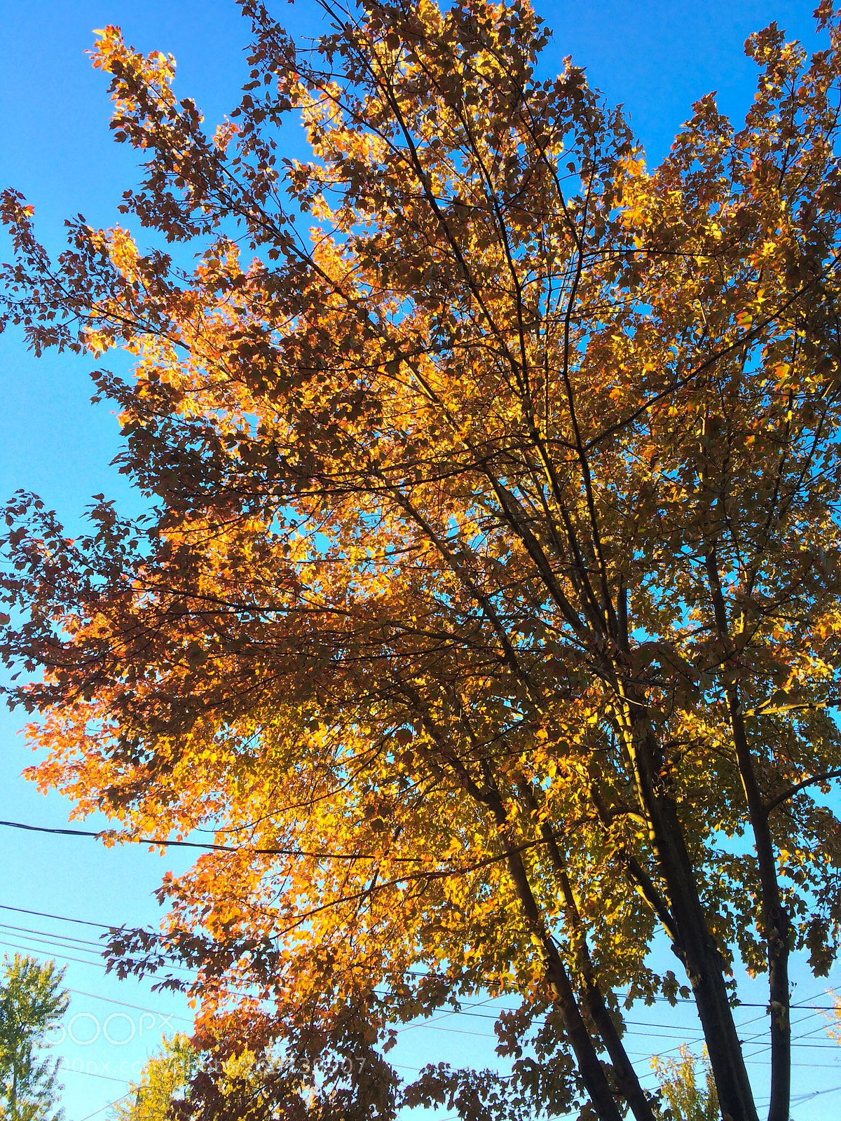 Apple iPhone 5s sample photo. Orange leaves photography