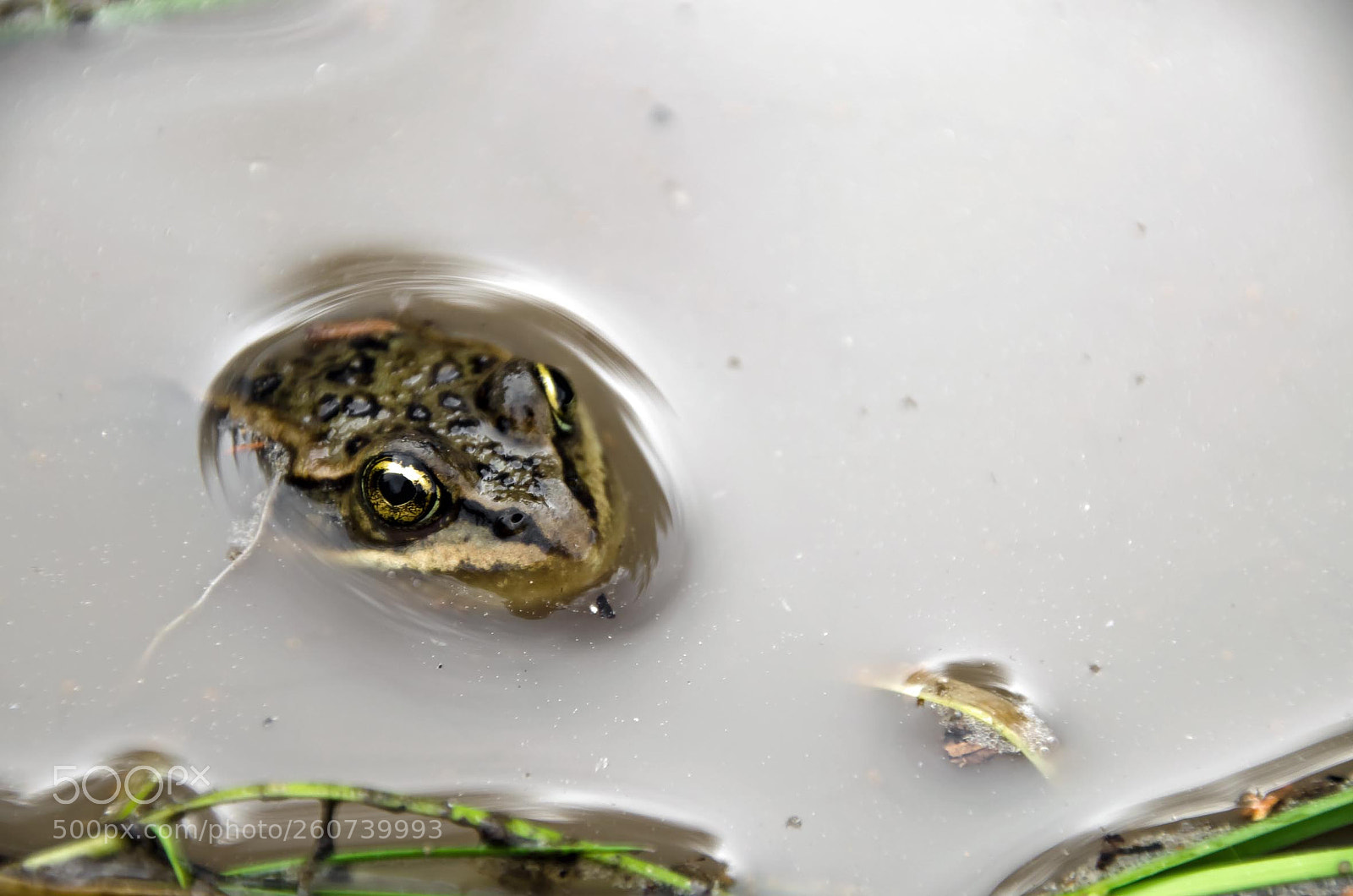 Nikon D5100 sample photo. Frog, bc photography