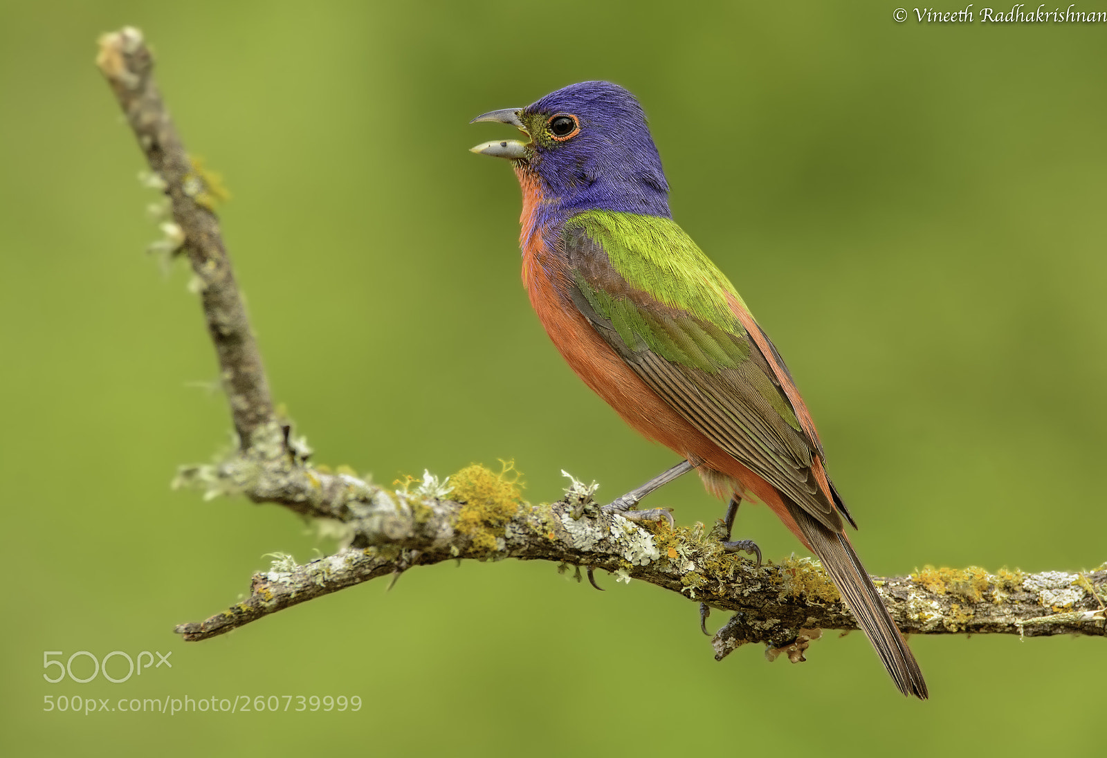 Nikon D7100 sample photo. Painted bunting singing photography