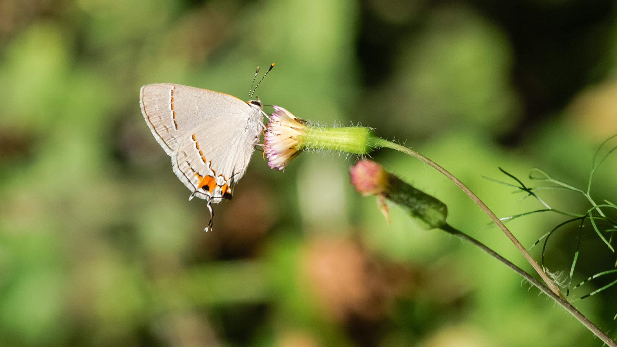 Panasonic Lumix DMC-G5 sample photo. White butterfly at the garden photography