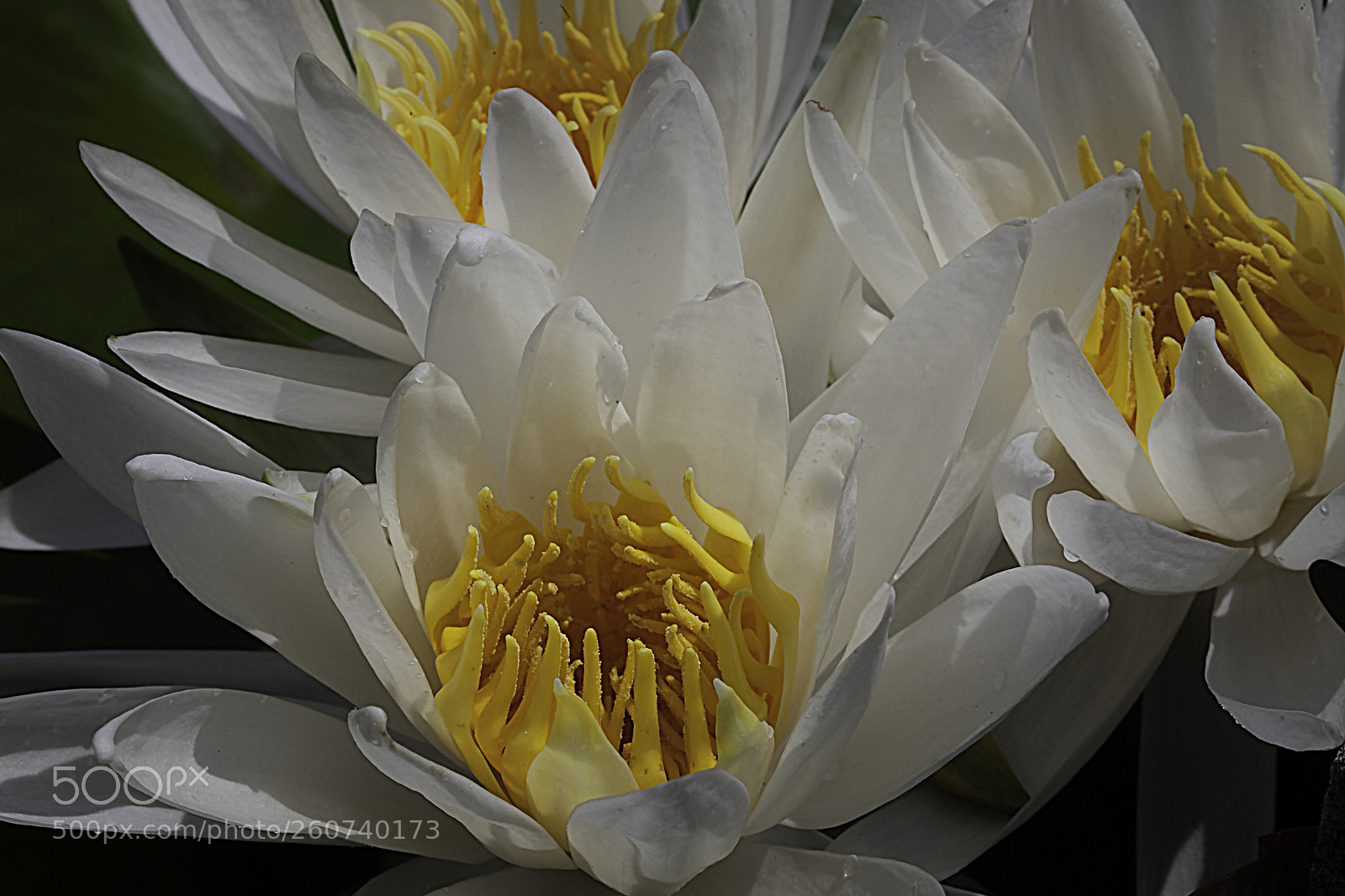 Canon EOS 5D Mark II sample photo. Water lilies photography