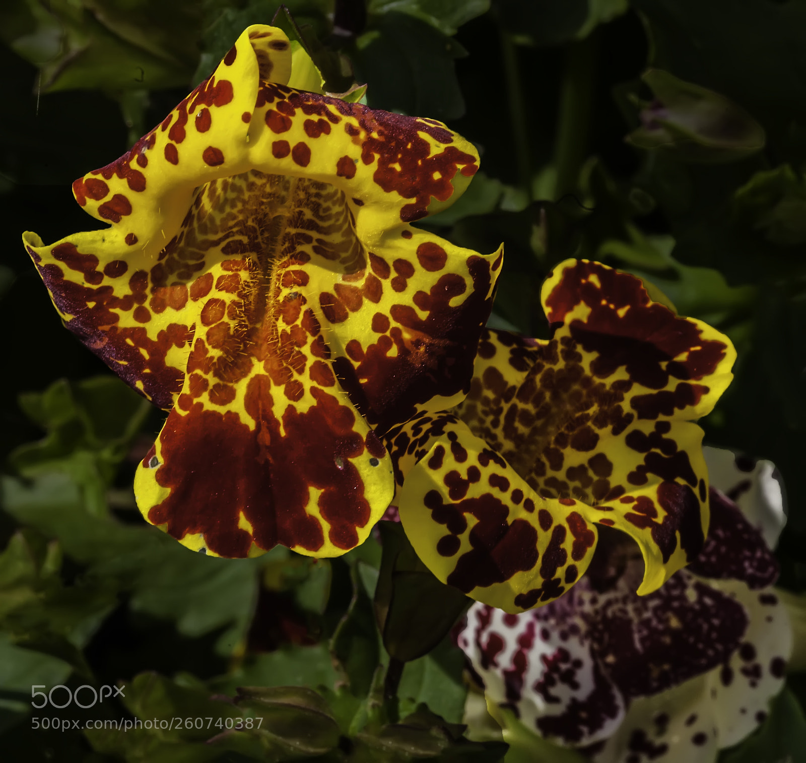 Canon EOS 5D Mark II sample photo. Snug beauties photography