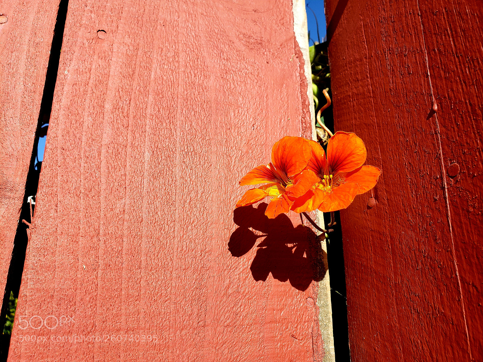 Samsung Galaxy S9+ sample photo. Untitled photography