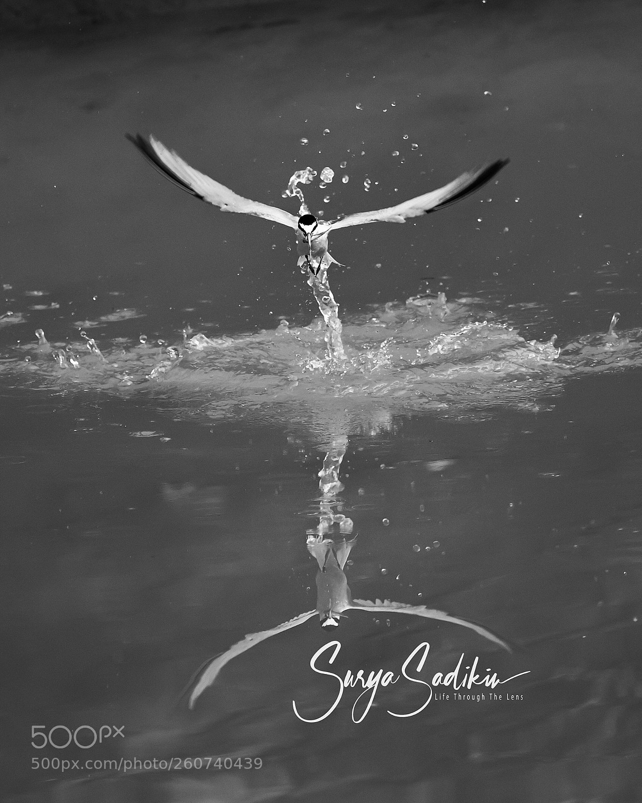 Nikon D850 sample photo. Launching the tern bw photography