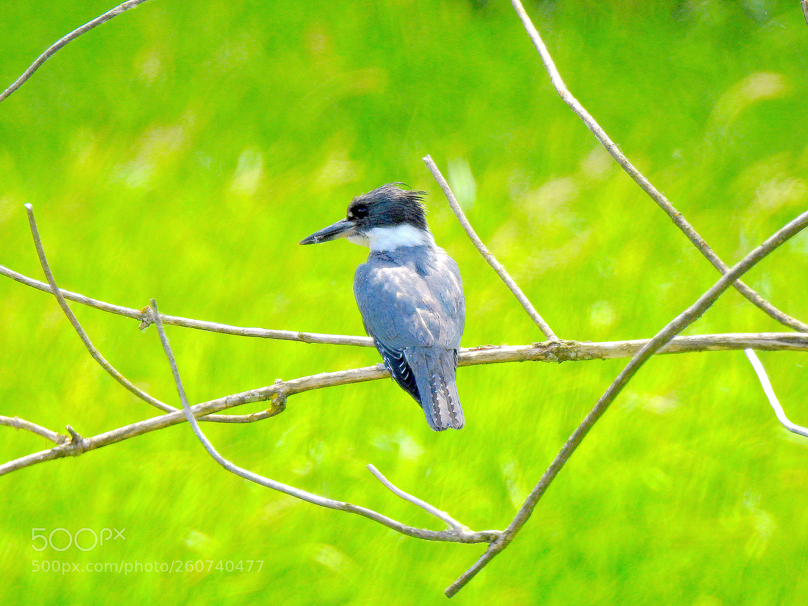 Nikon Coolpix P900 sample photo. Belted kingfisher photography