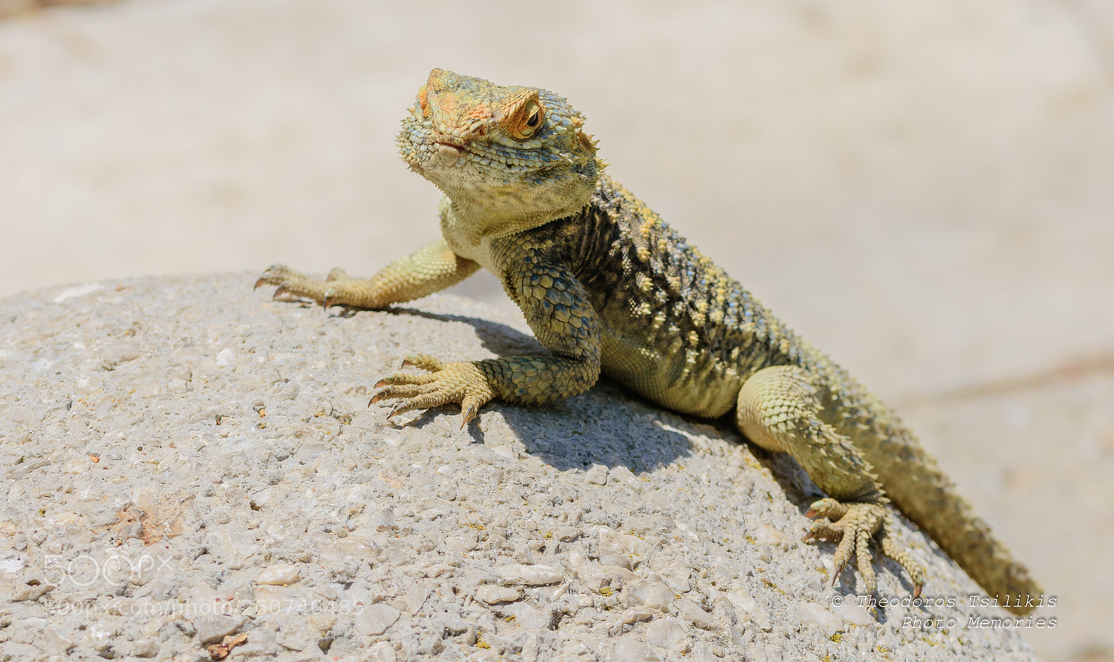Nikon D7200 sample photo. Summer visitor photography