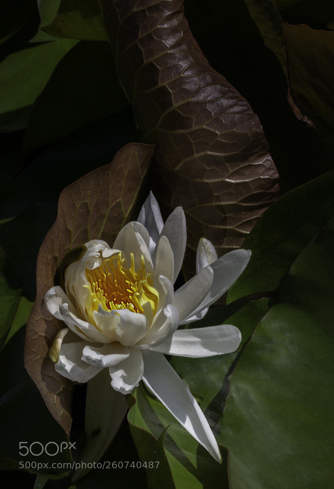 Canon EOS 5D Mark II sample photo. Water lily pops up photography