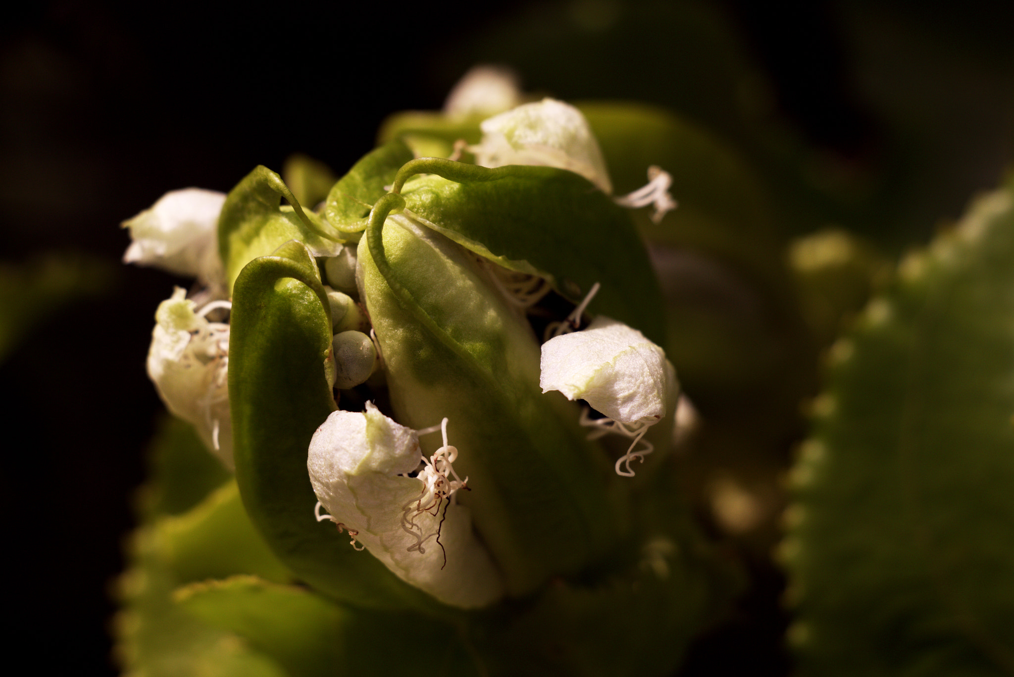 Canon EOS 650D (EOS Rebel T4i / EOS Kiss X6i) sample photo. Flordemaracuja photography