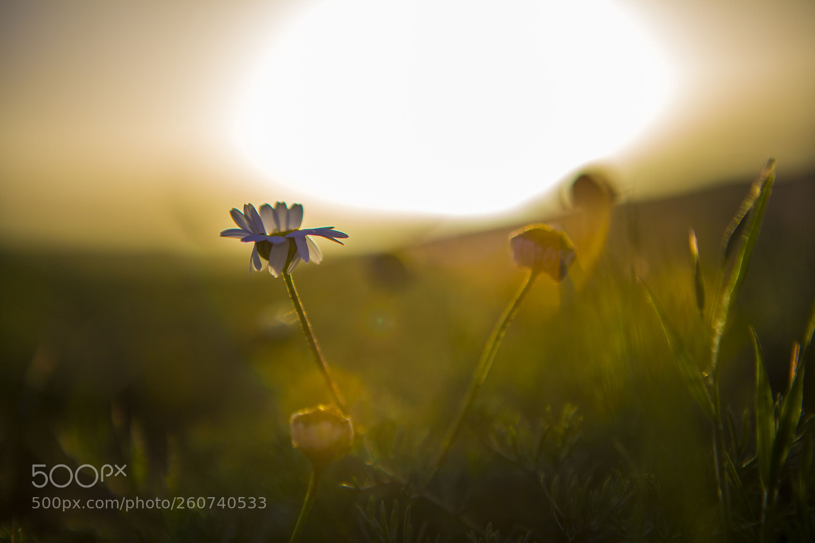 Canon EOS 5D Mark II sample photo. Untitled photography