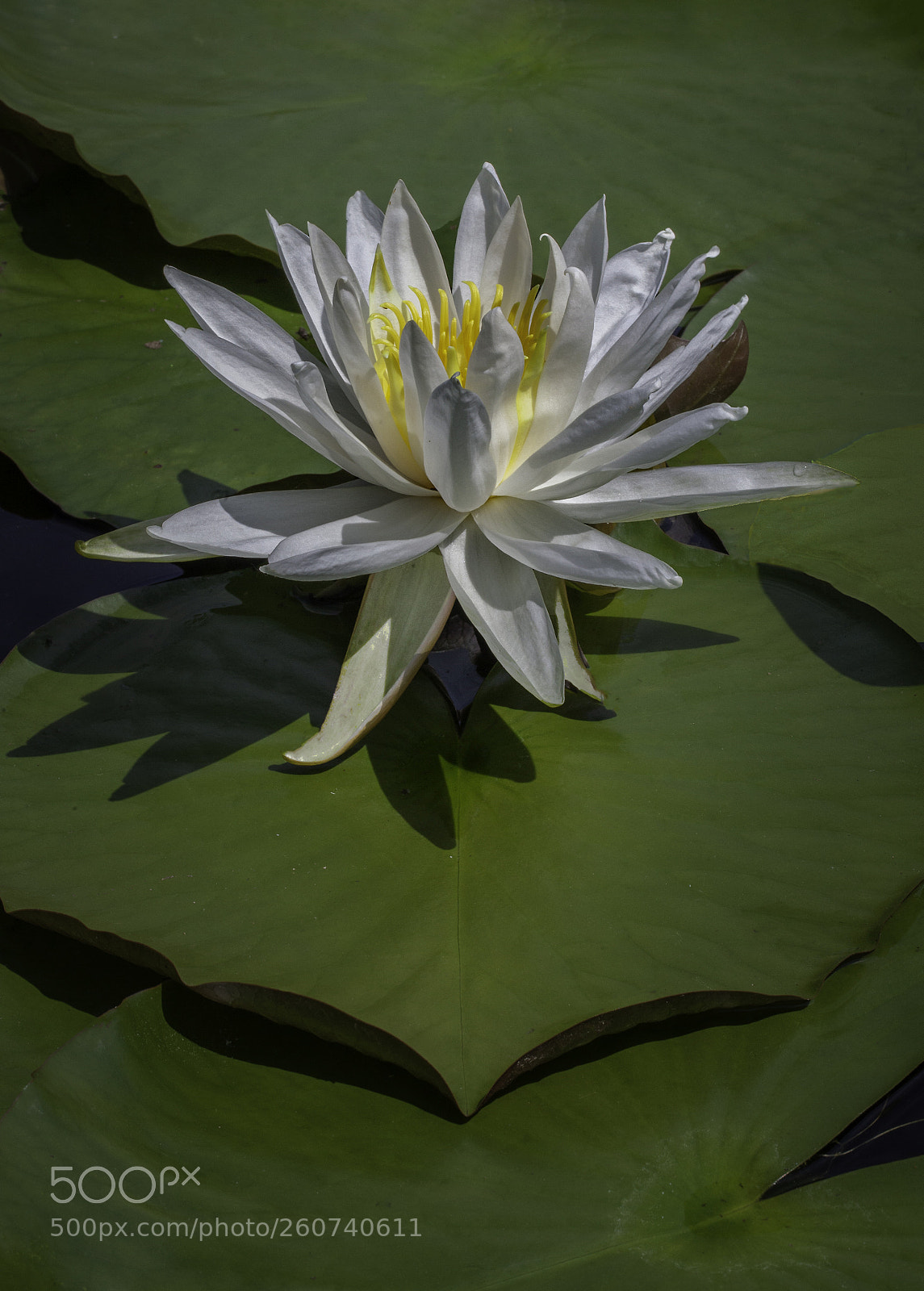 Canon EOS 5D Mark II sample photo. Lily and pads photography