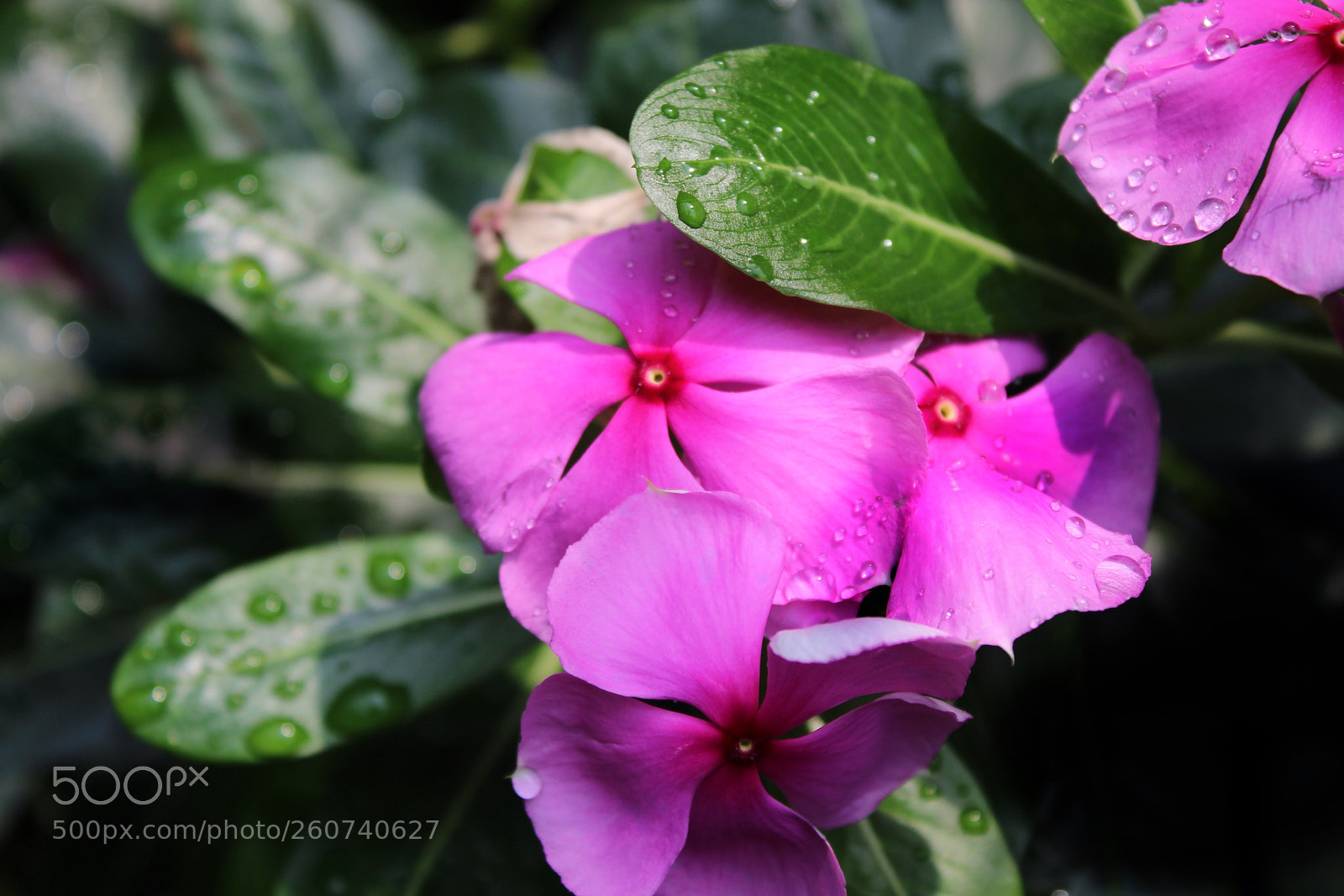 Canon EOS 1300D (EOS Rebel T6 / EOS Kiss X80) sample photo. Flower photography