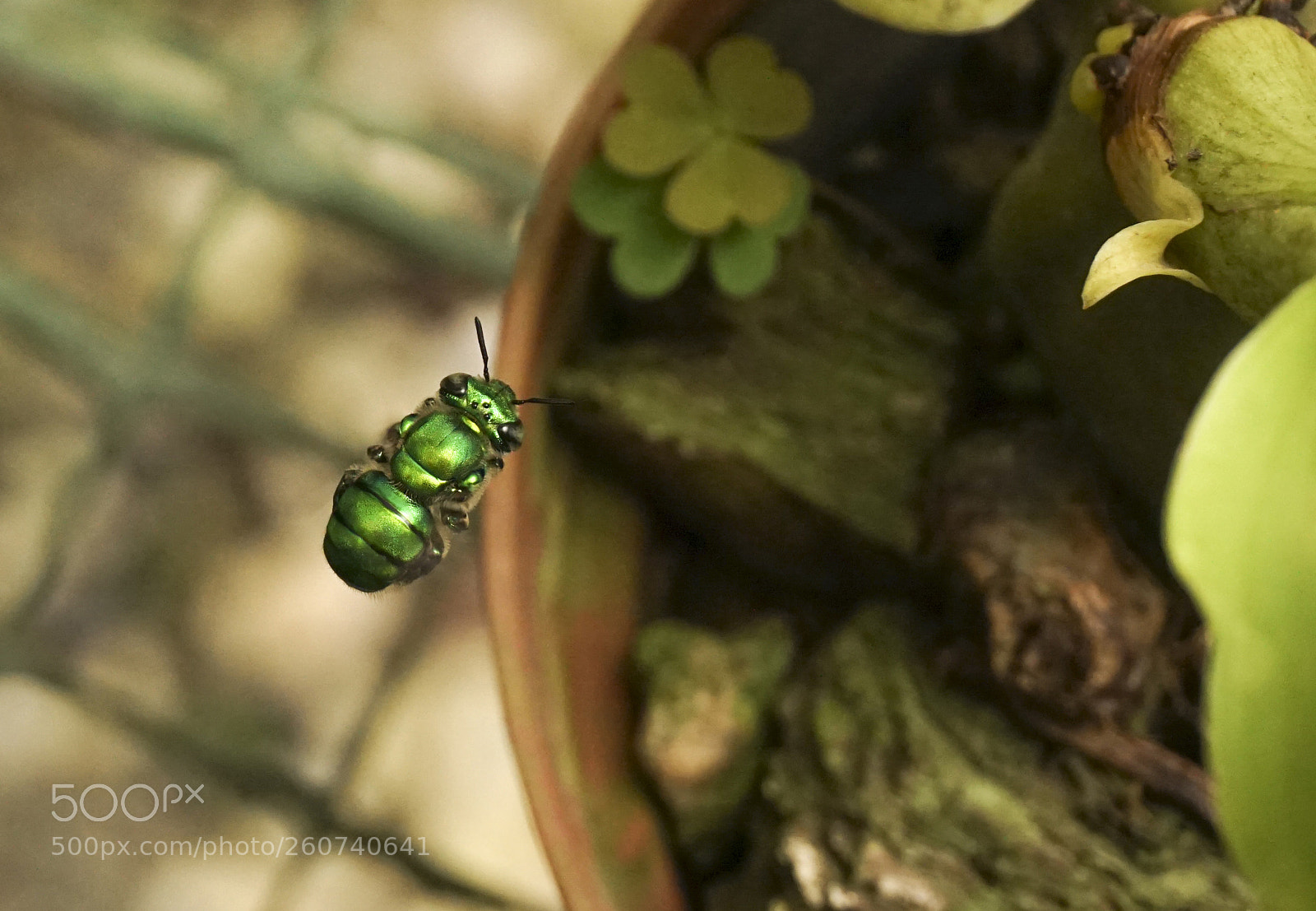 Sony a6000 sample photo. Insecto photography