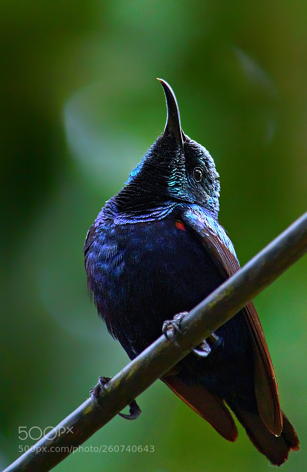 Canon EOS 60D sample photo. Purple sunbird photography