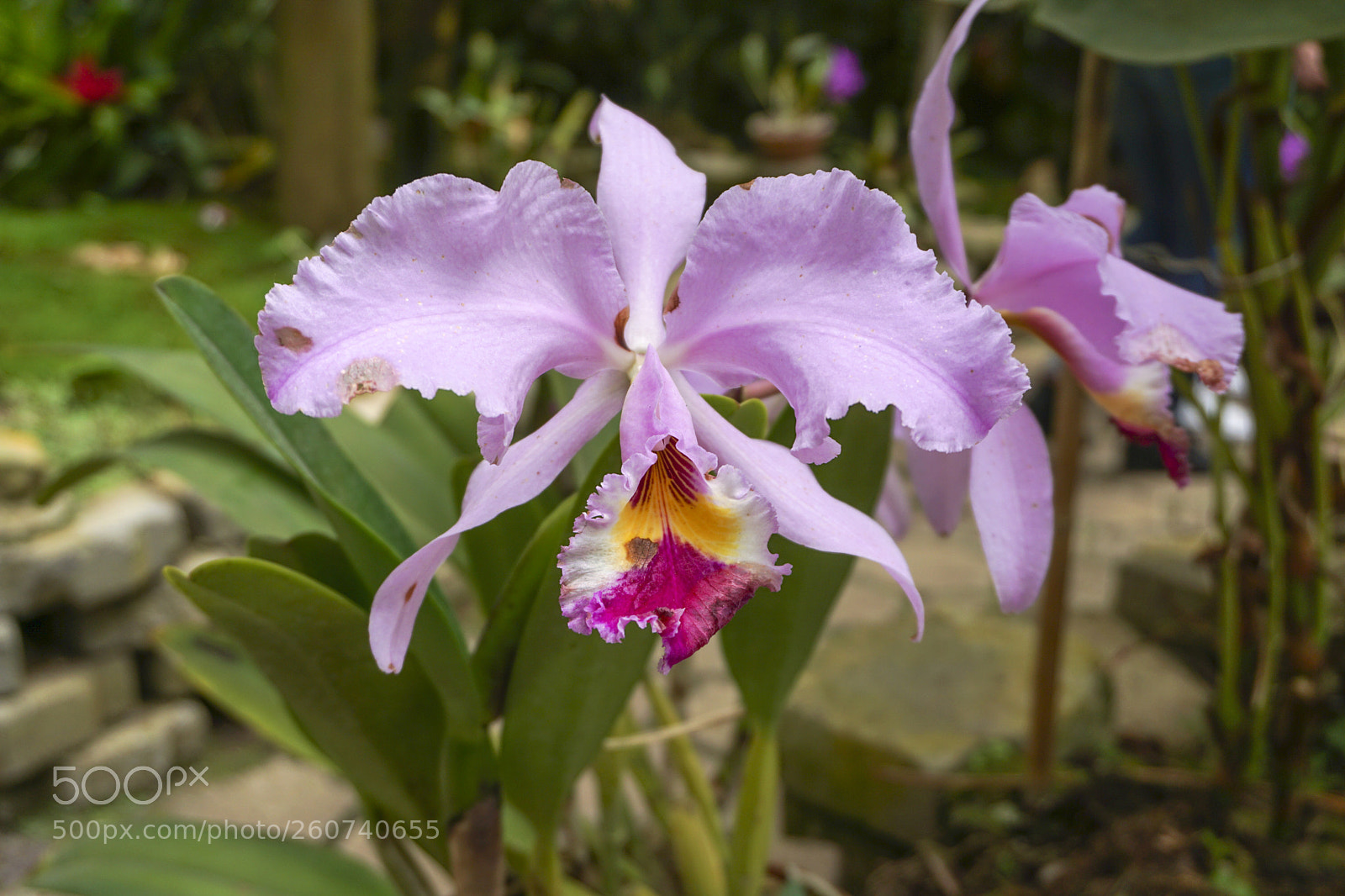 Sony a6000 sample photo. Dsc photography