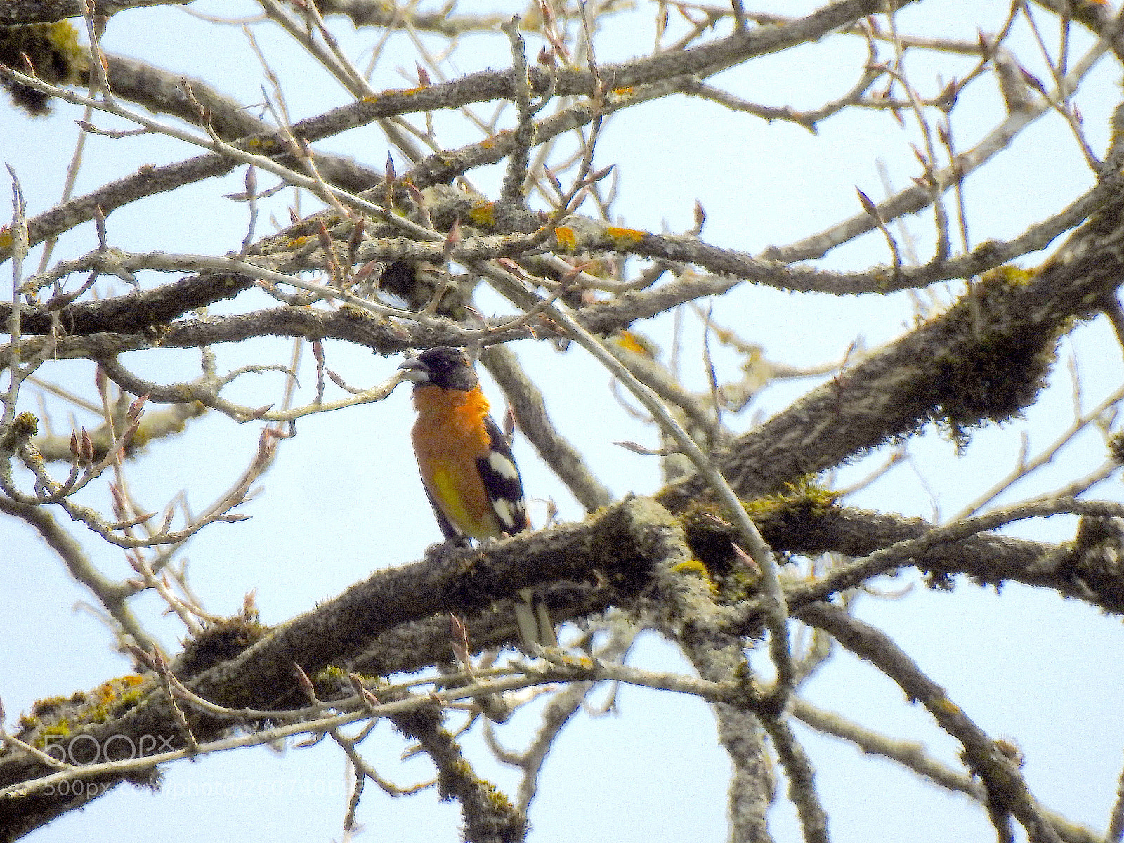 Nikon Coolpix P900 sample photo. Black headed grosbeak photography