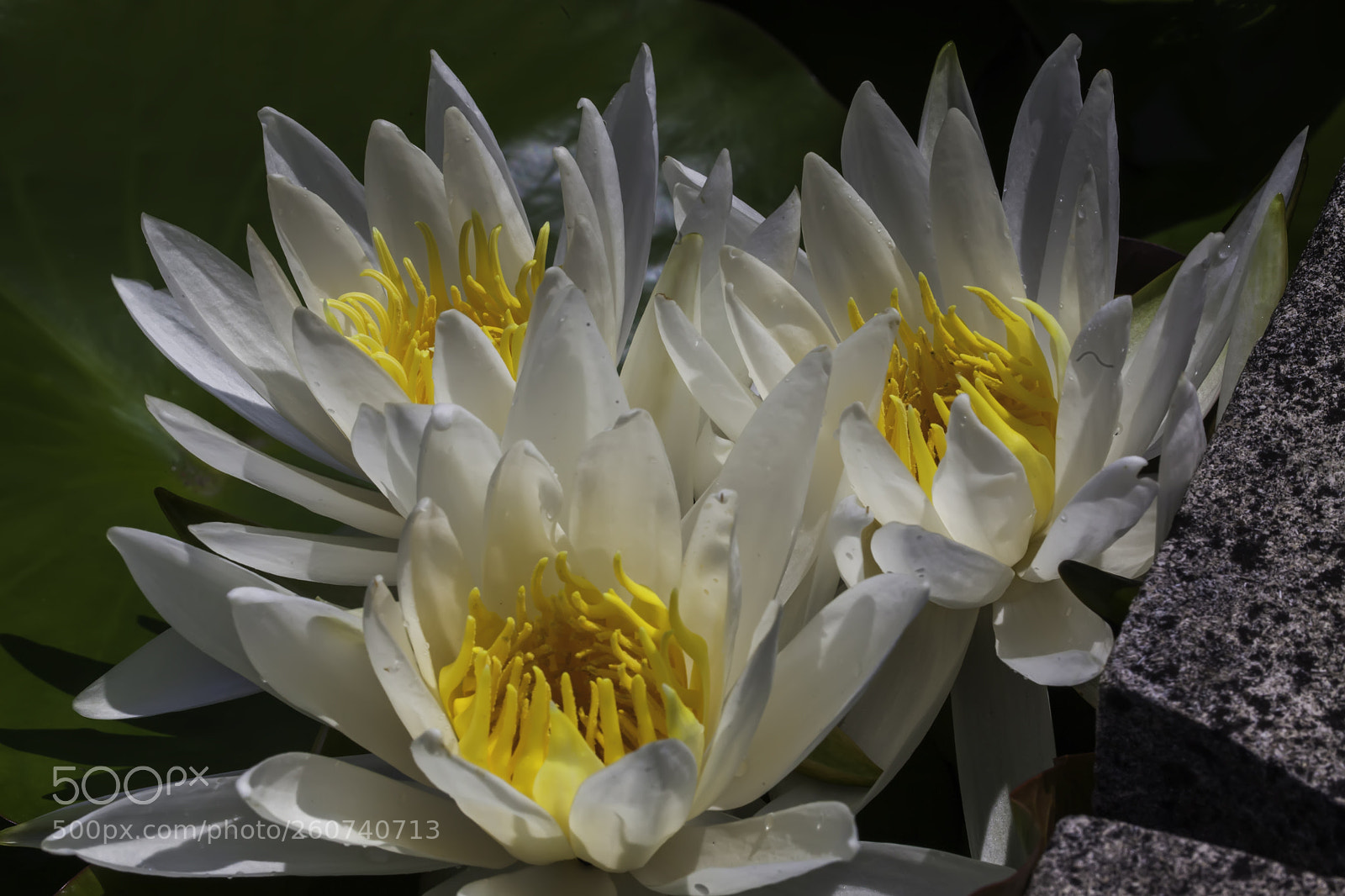 Canon EOS 5D Mark II sample photo. Triple treat photography