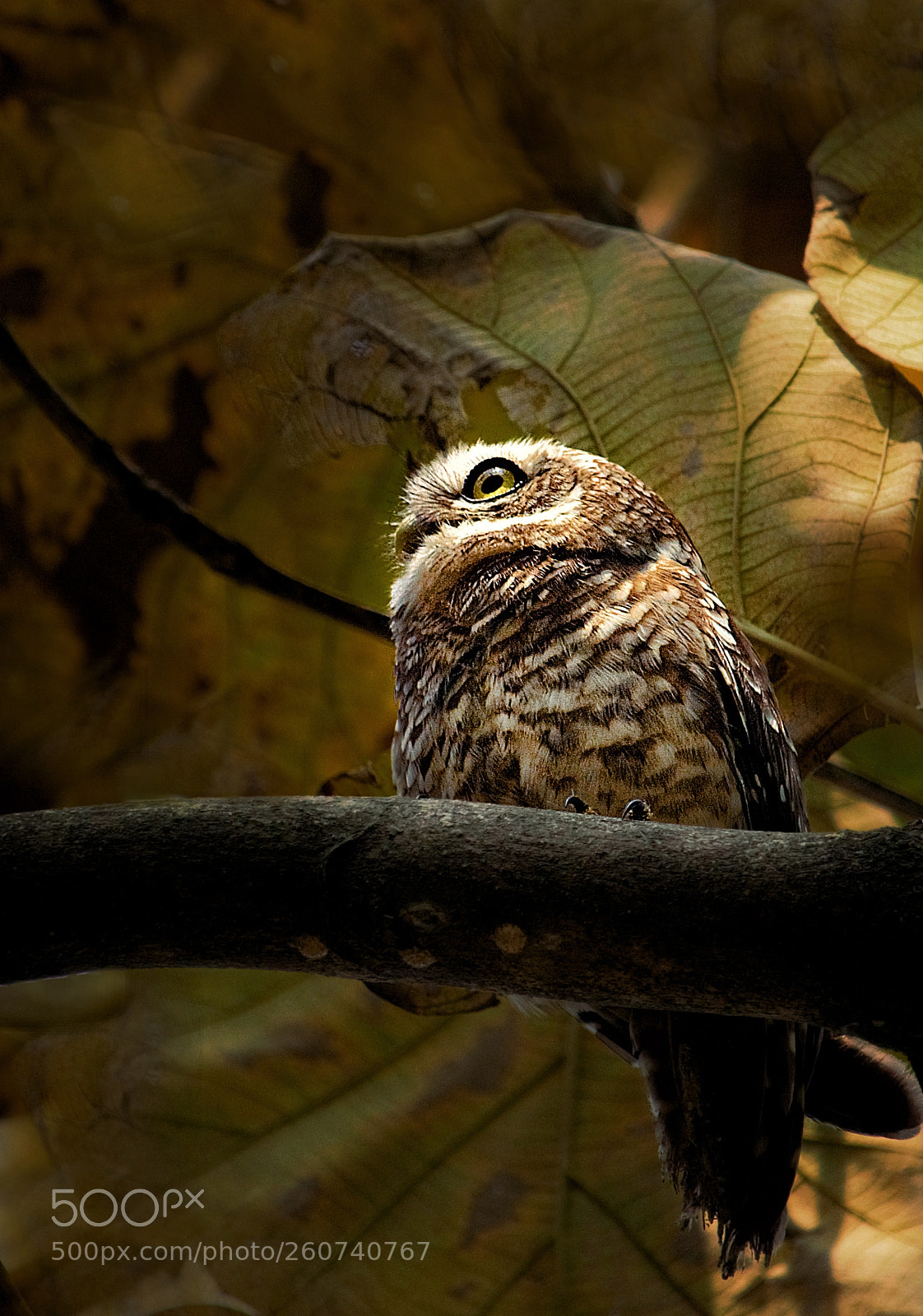 Canon EOS 60D sample photo. Spotted owlet photography