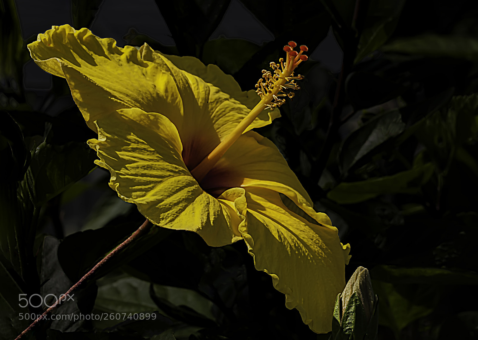 Canon EOS 5D Mark II sample photo. Taking in the sun photography