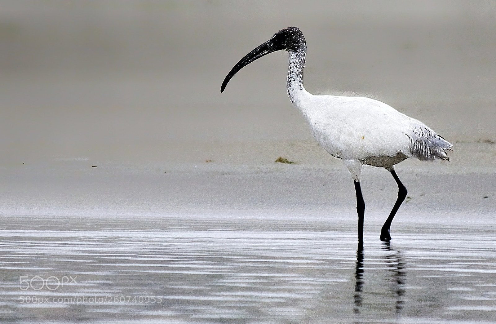 Canon EOS 60D sample photo. Black headed ibis photography