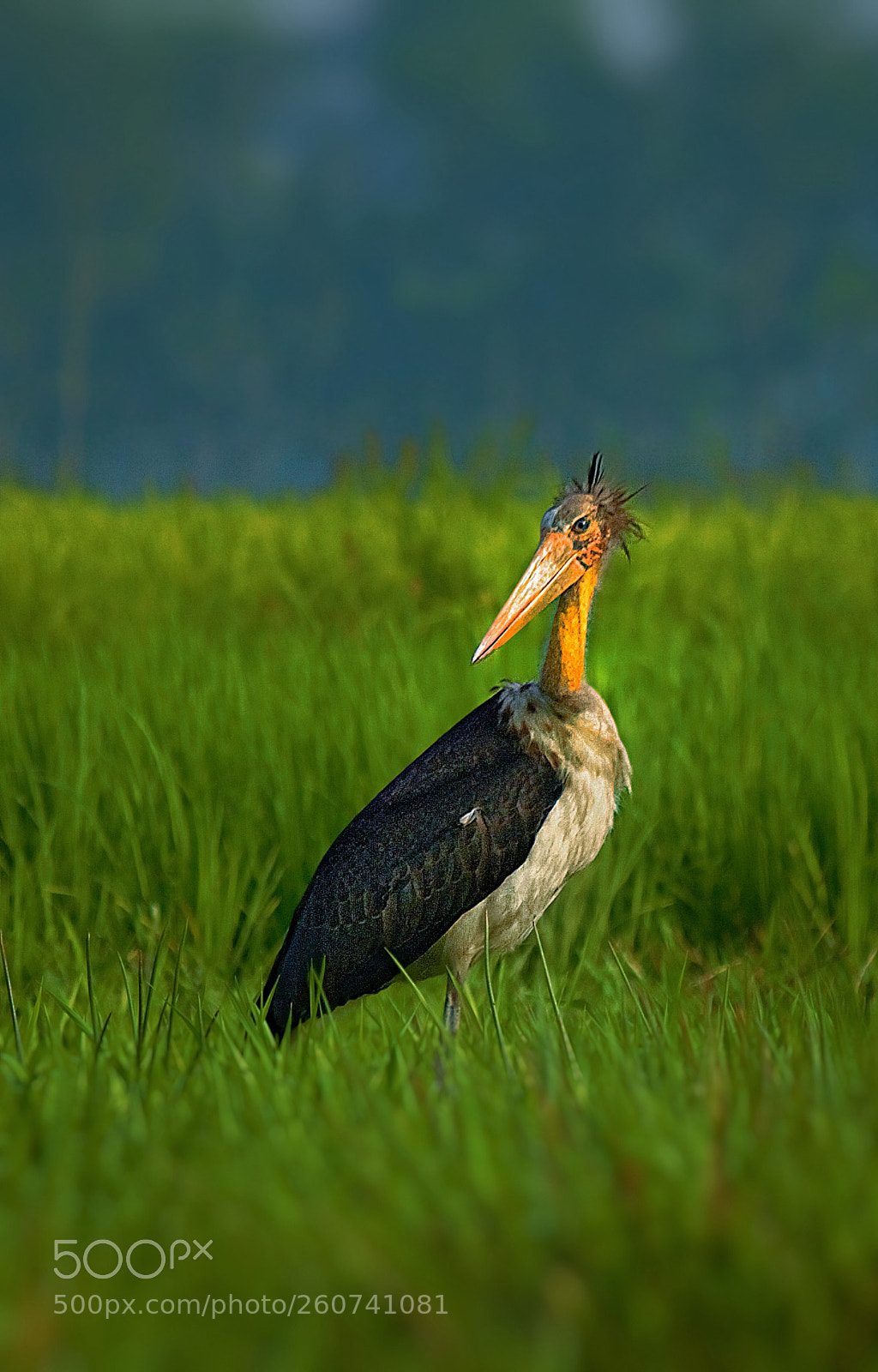 Canon EOS 60D sample photo. Lesser adjutant photography