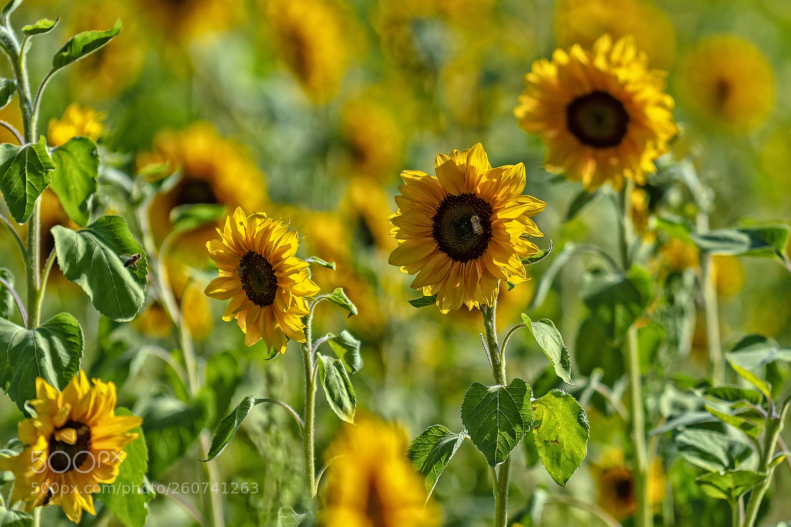 Nikon D500 sample photo. Sunflowers with bees photography