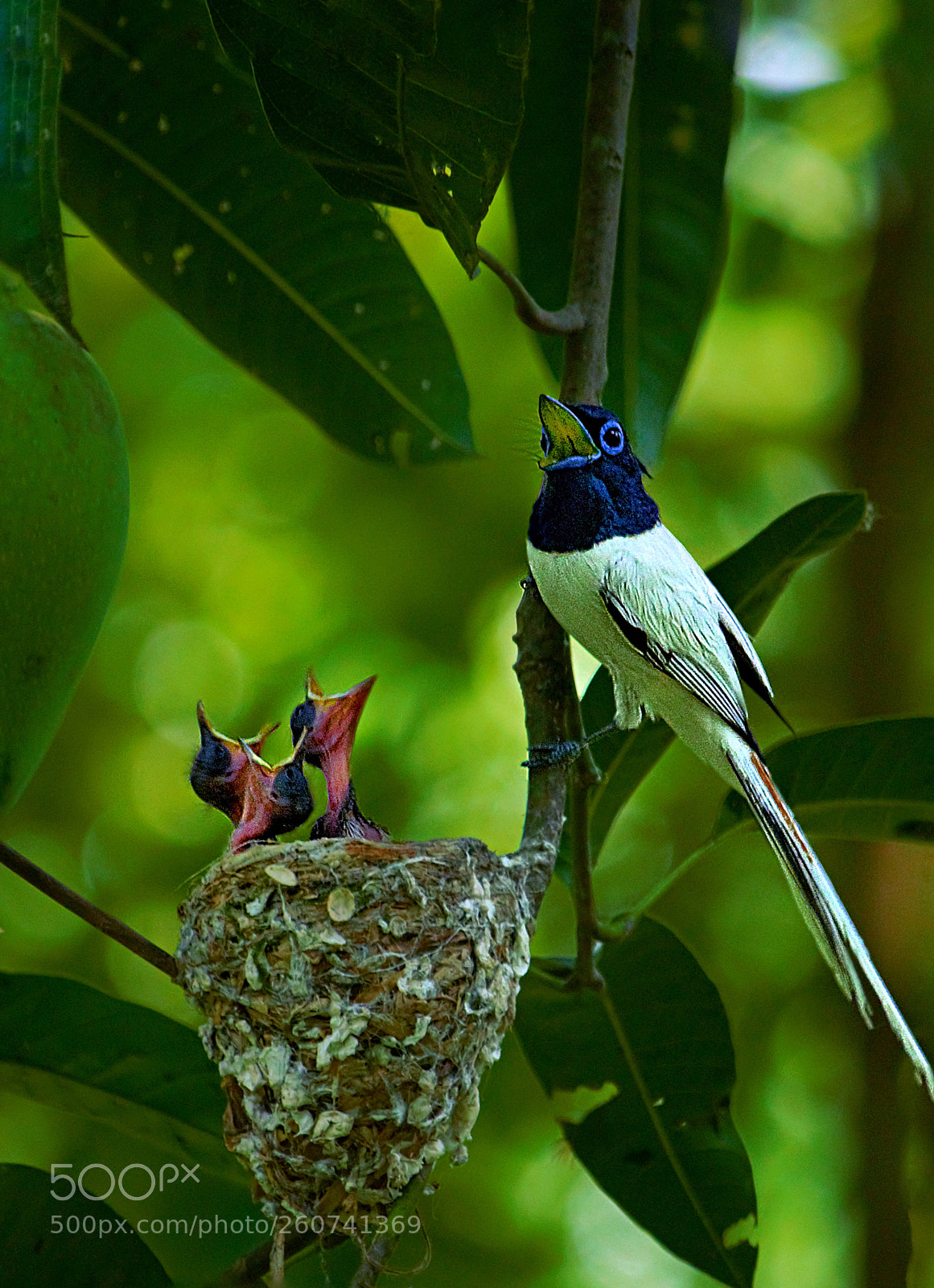 Canon EOS 60D sample photo. Indian paradise flycatcher photography