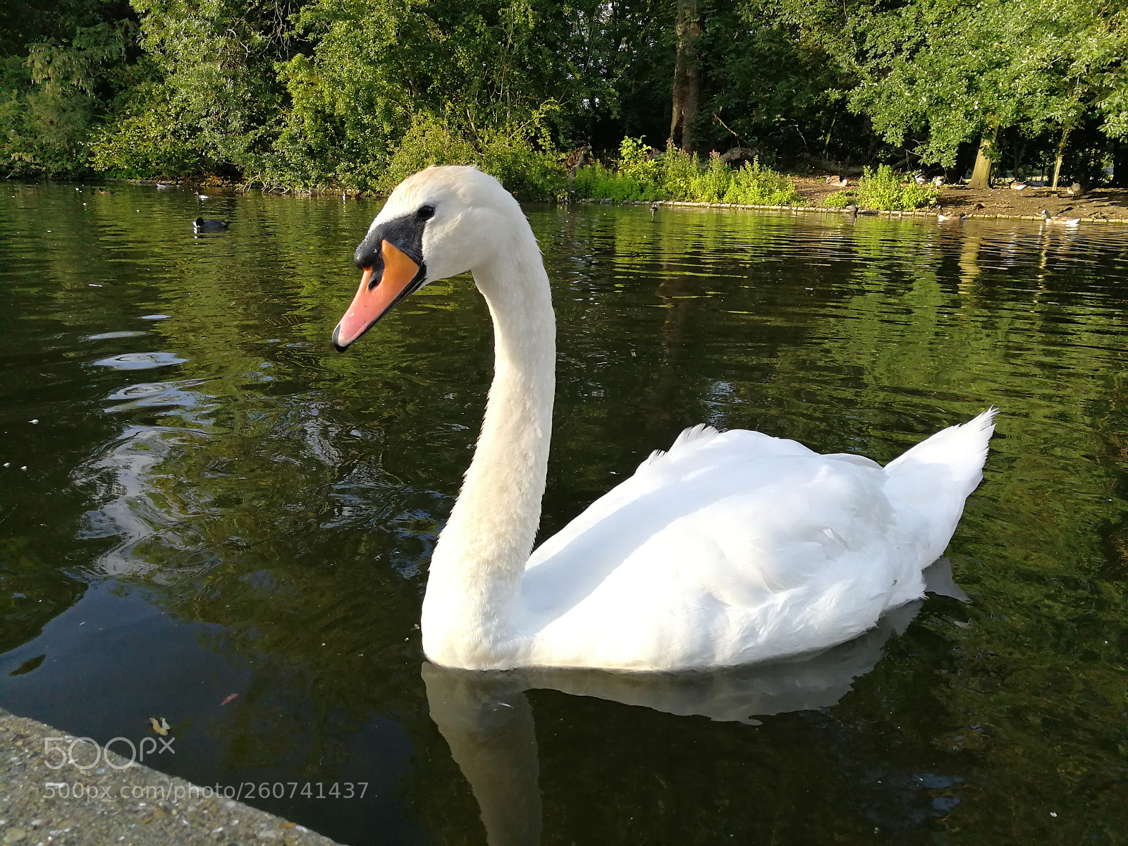 HUAWEI P10 sample photo. Sawn photography