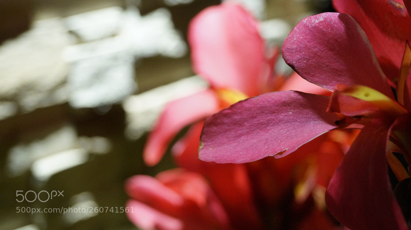 Sony SLT-A58 sample photo. Dsc photography