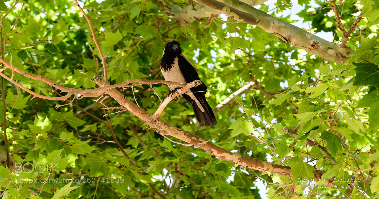 Nikon D7200 sample photo. Watcher photography