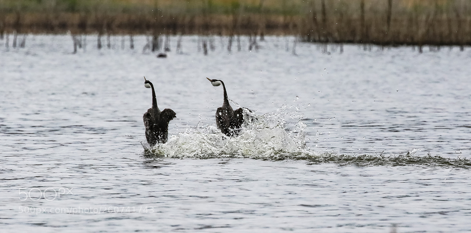 Canon EOS 7D Mark II sample photo. Dancing on water. photography