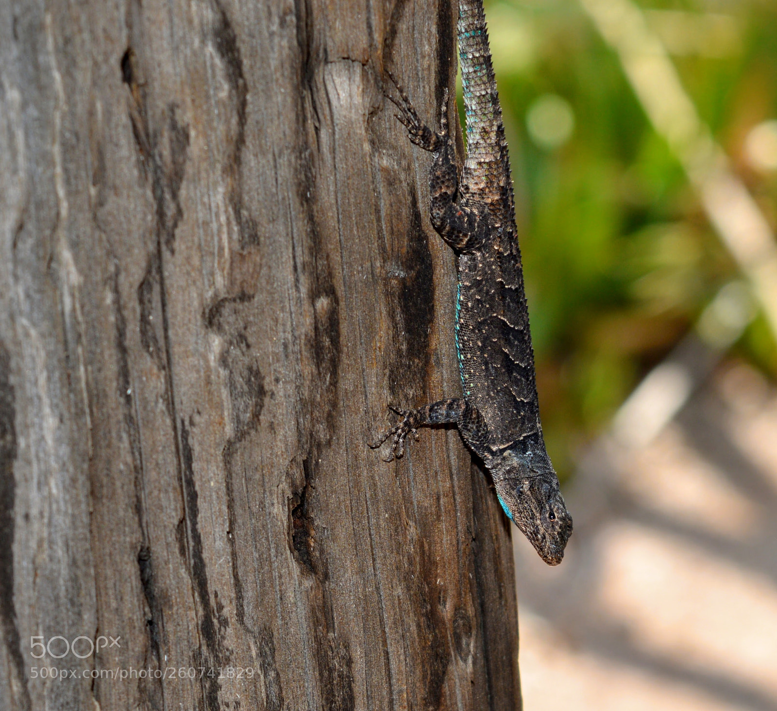 Nikon D3200 sample photo. Lizard photography