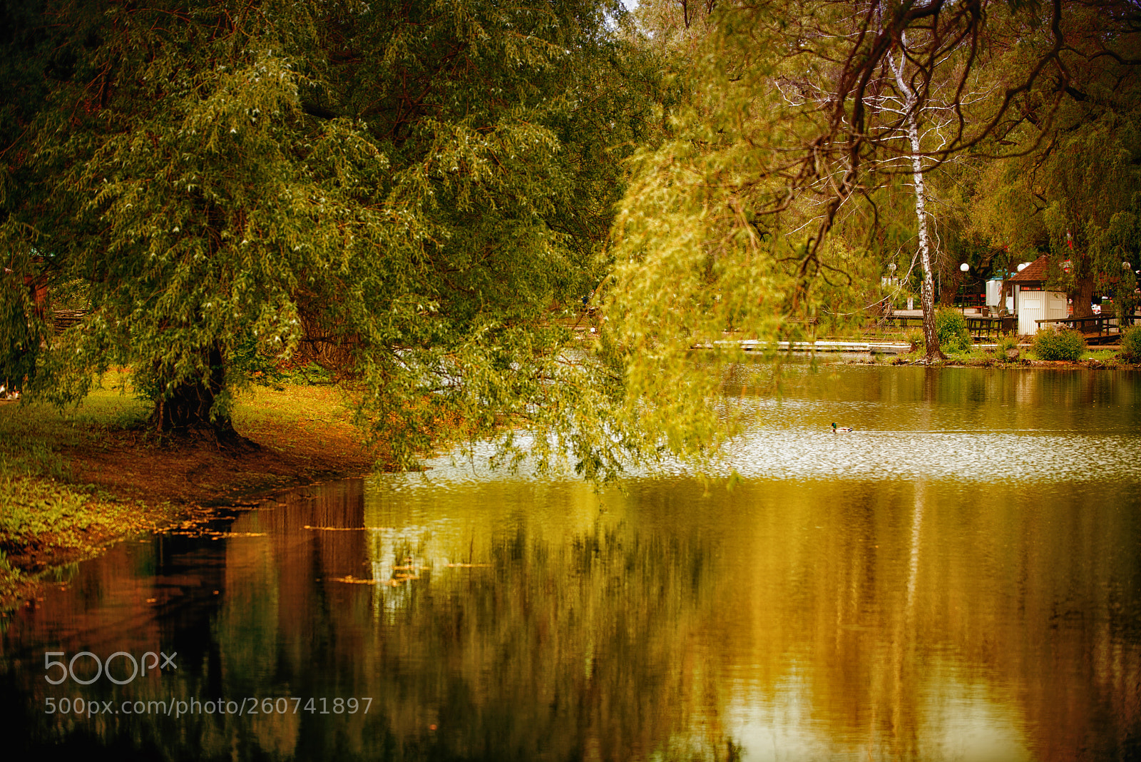Nikon D810 sample photo. Tree reflections photography