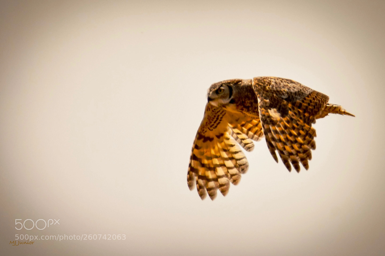 Nikon D7500 sample photo. Flying high... photography