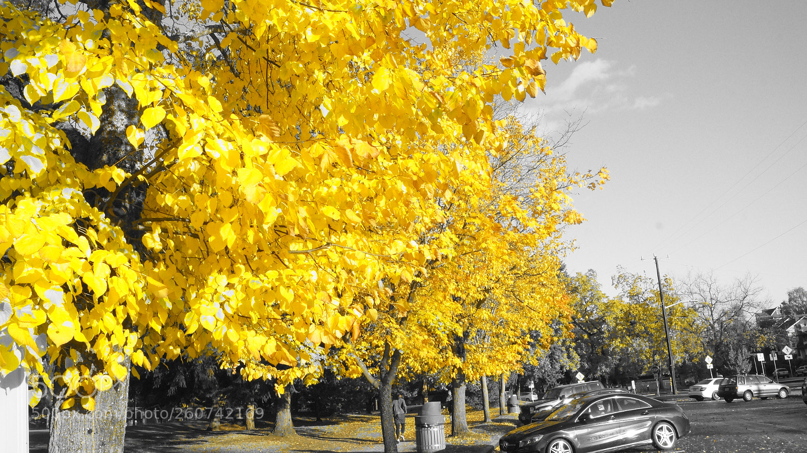 Sony SLT-A58 sample photo. Greenlake photography