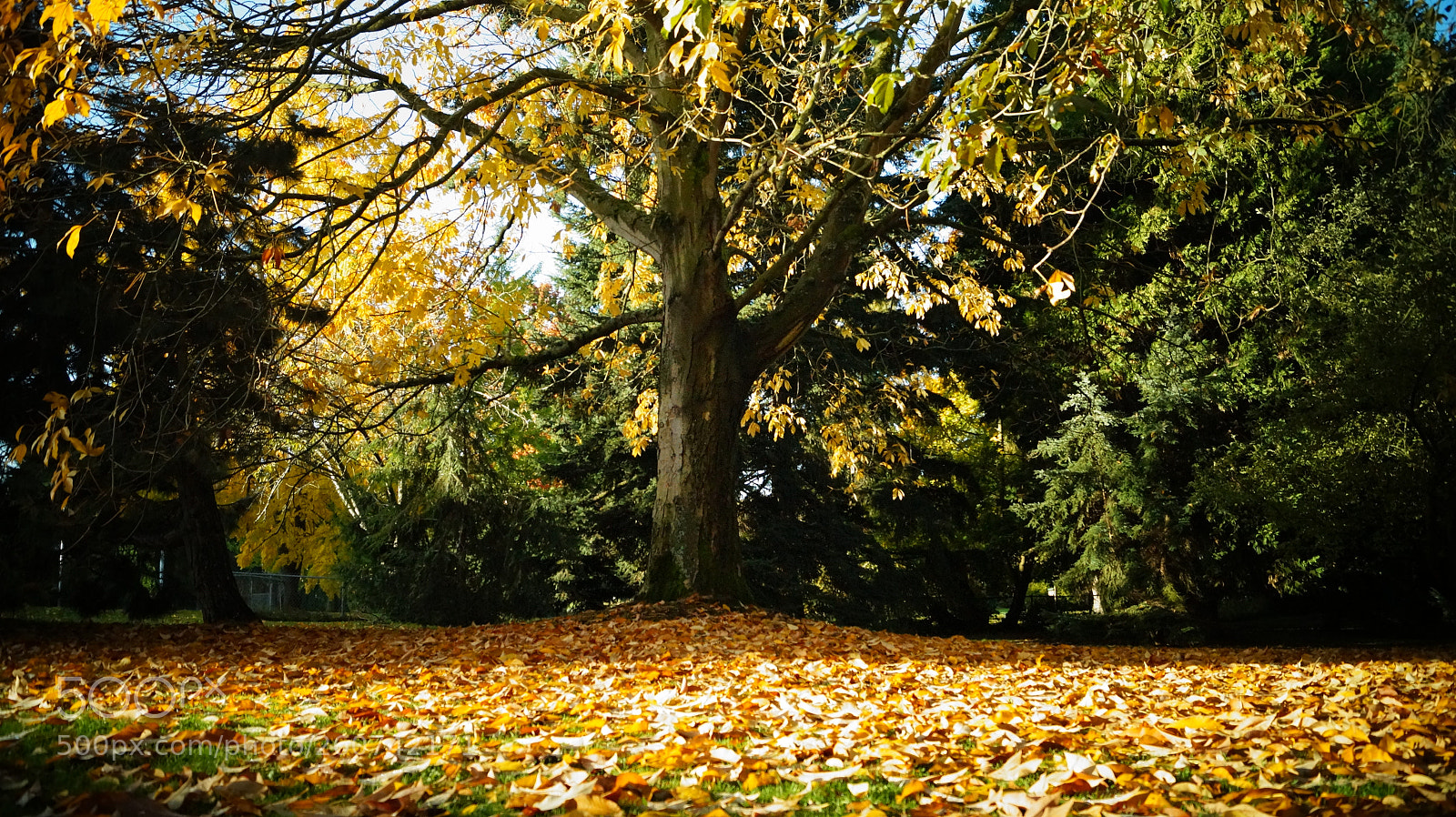 Sony SLT-A58 sample photo. Greenlake photography