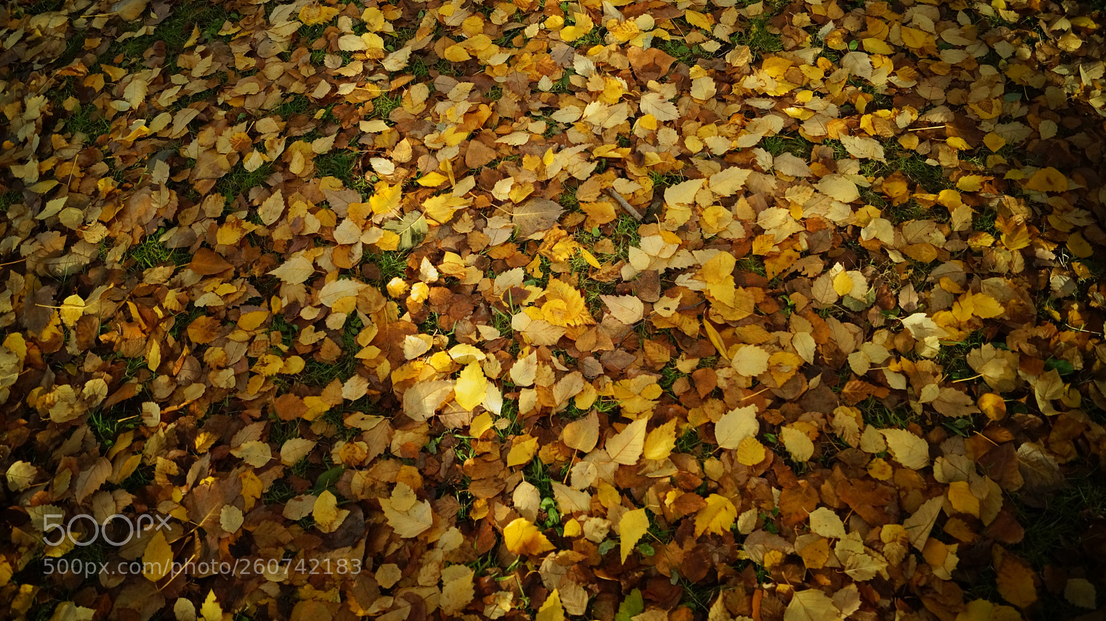 Sony SLT-A58 sample photo. Greenlake photography