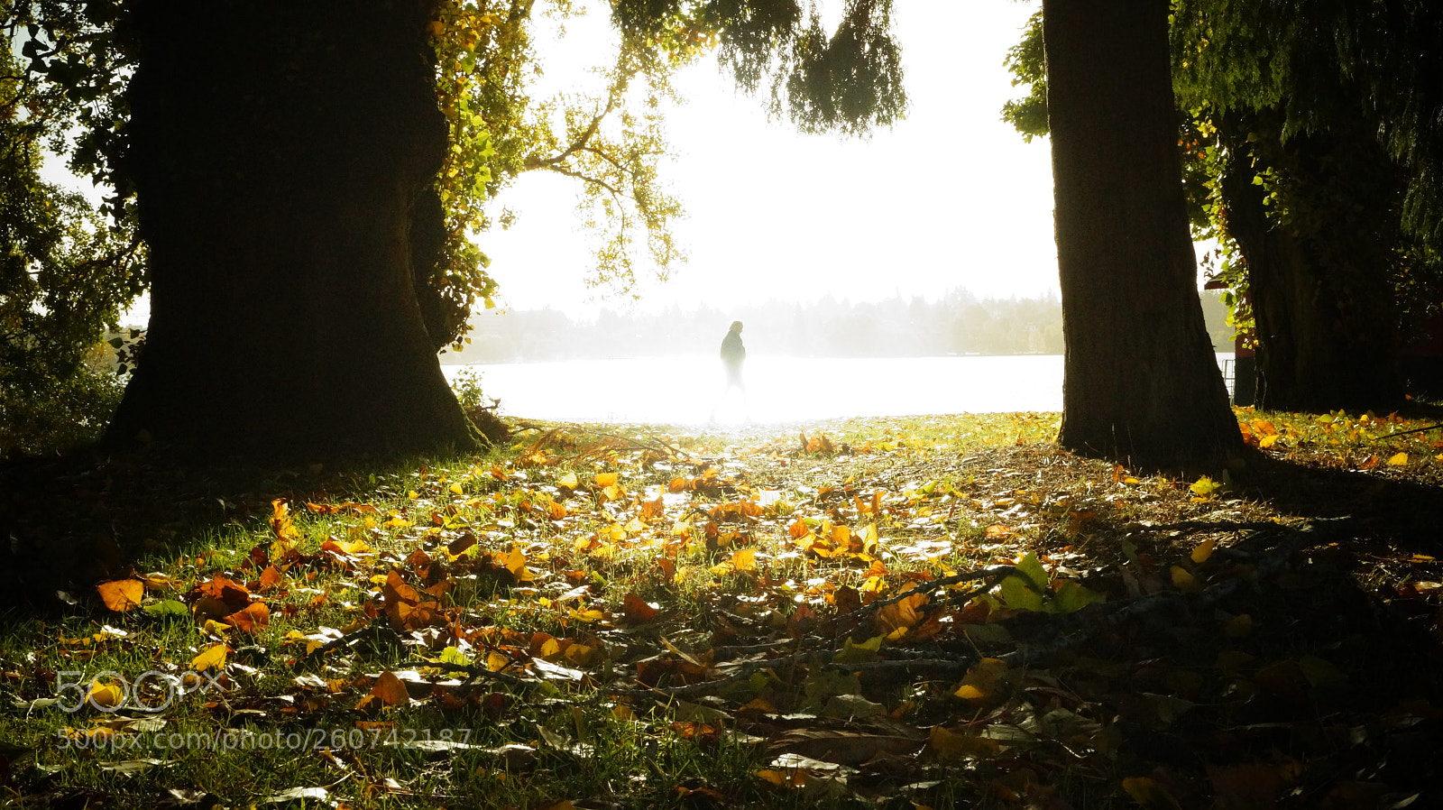 Sony SLT-A58 sample photo. Greenlake photography