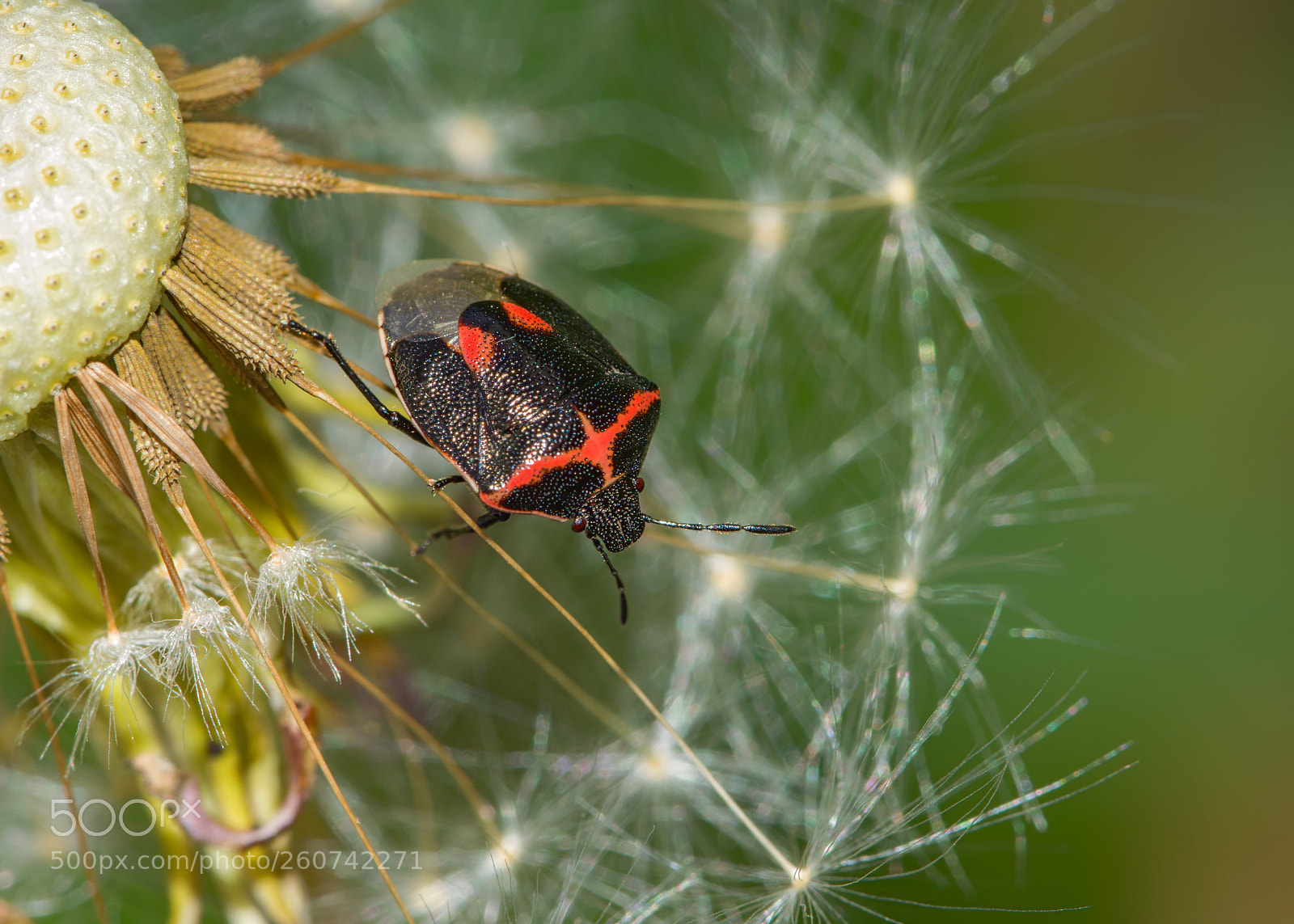 Nikon D7200 sample photo. On the dandelion photography